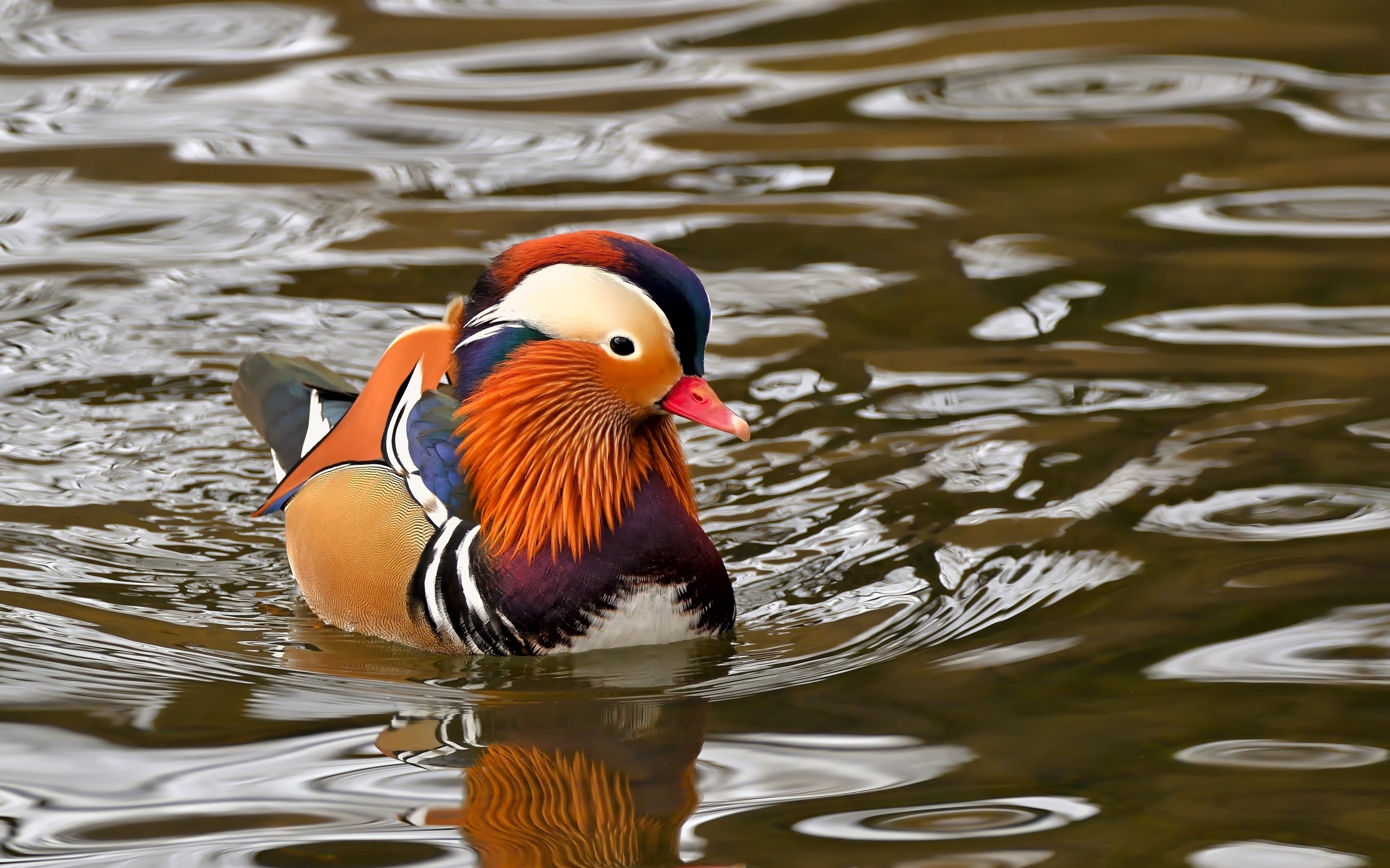 Уточка мандаринка плавает в воде