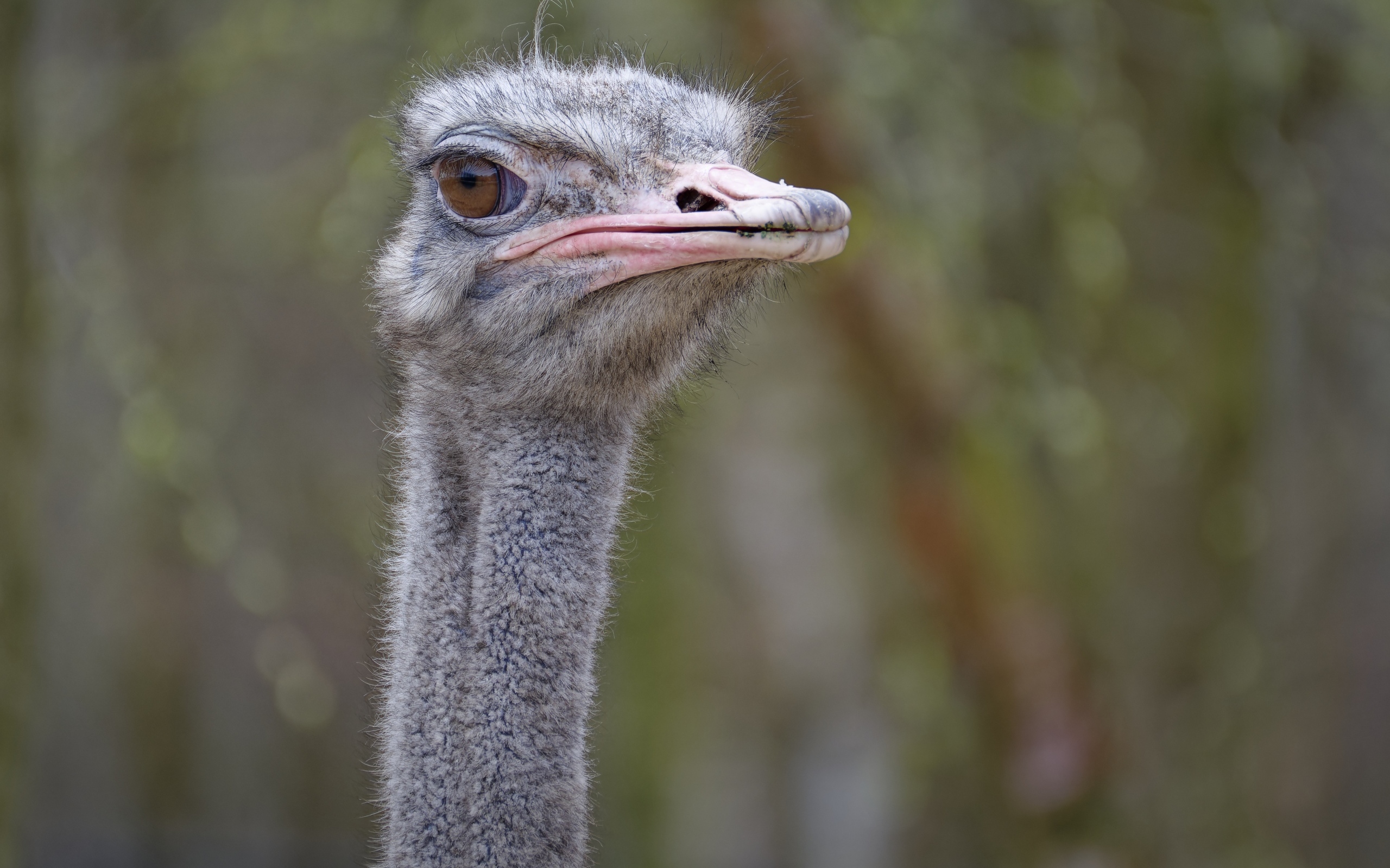 Голова страуса с розовым клювом
