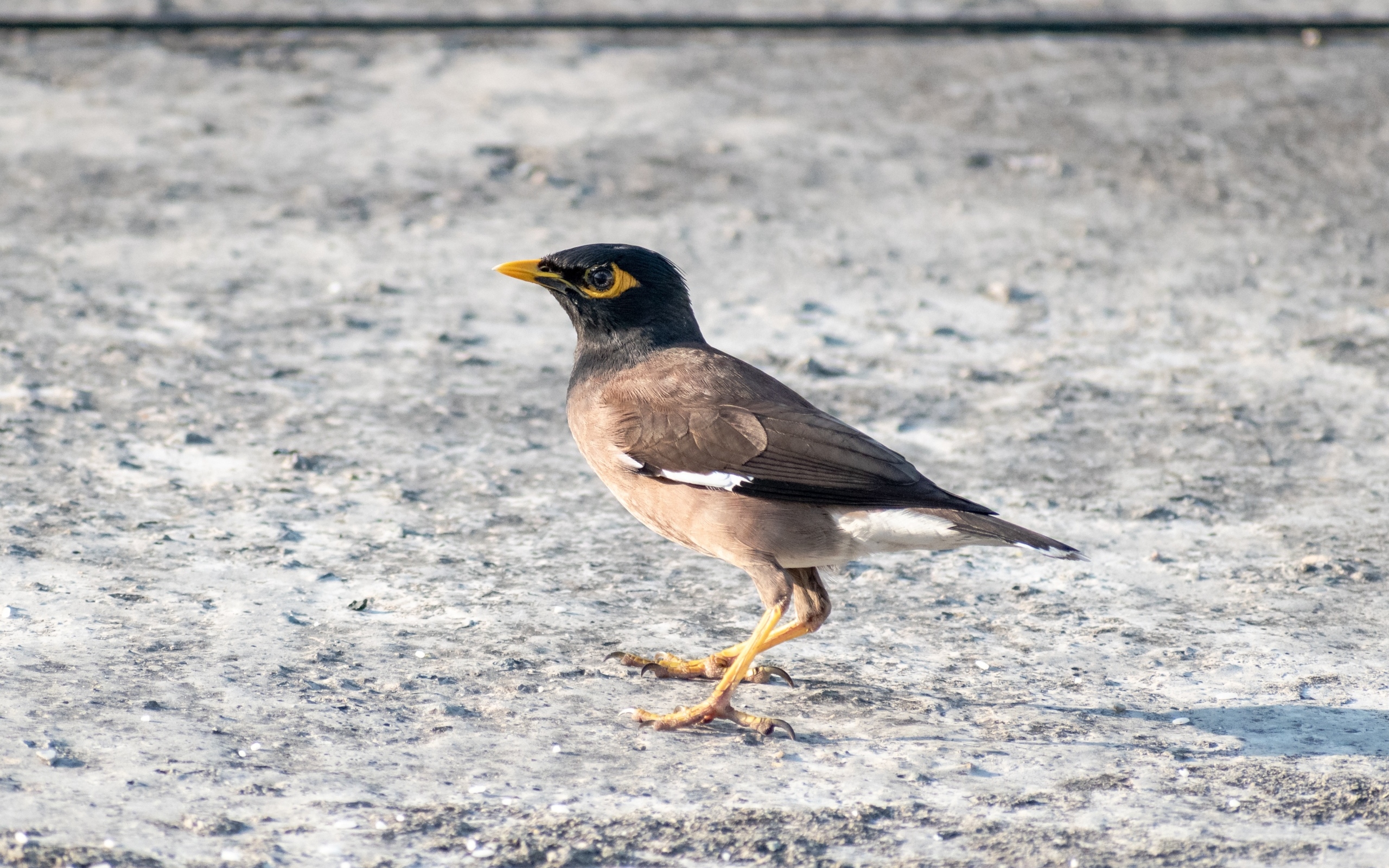 Маленькая обыкновенная майна 