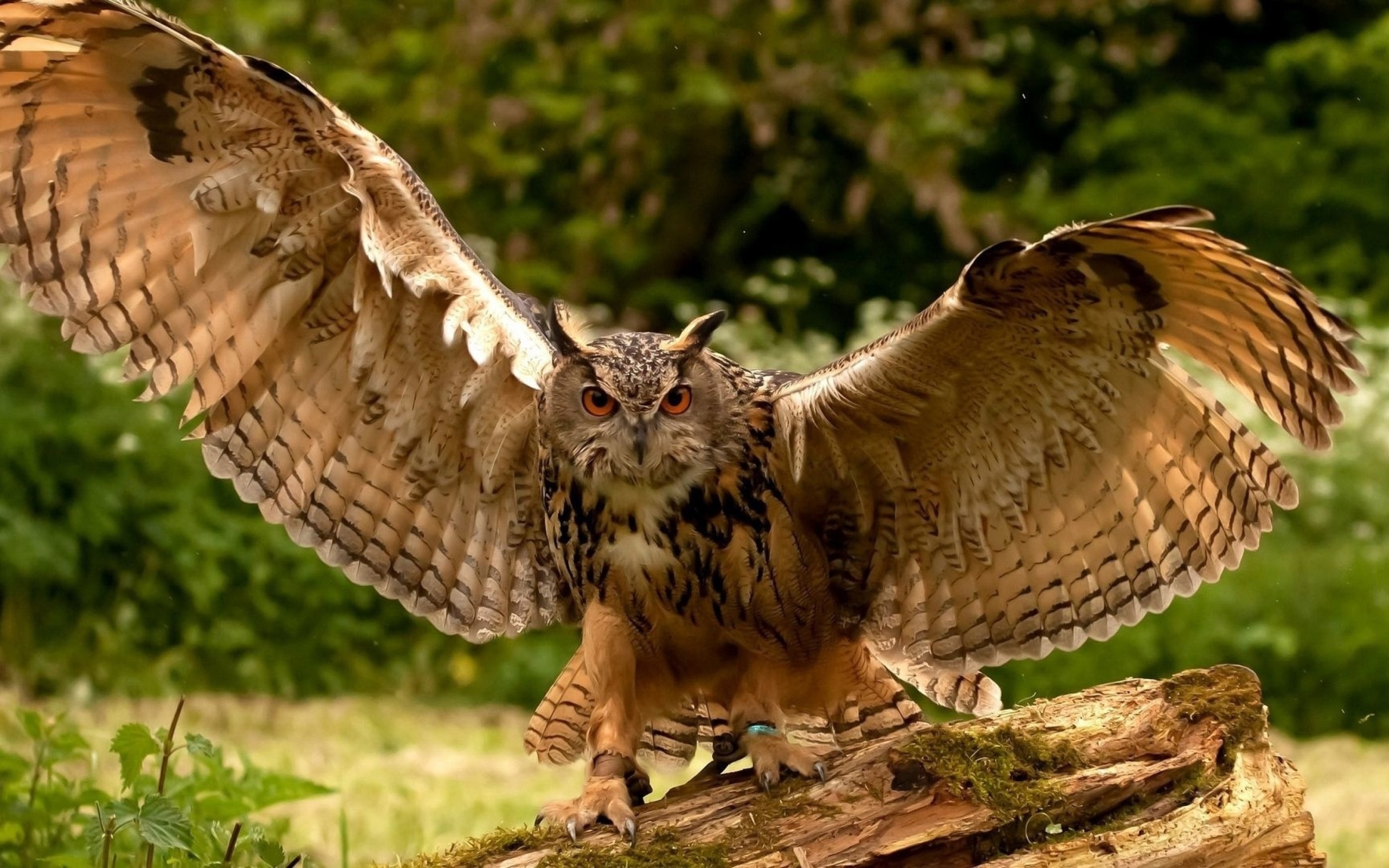 Большая сова расправила крылья