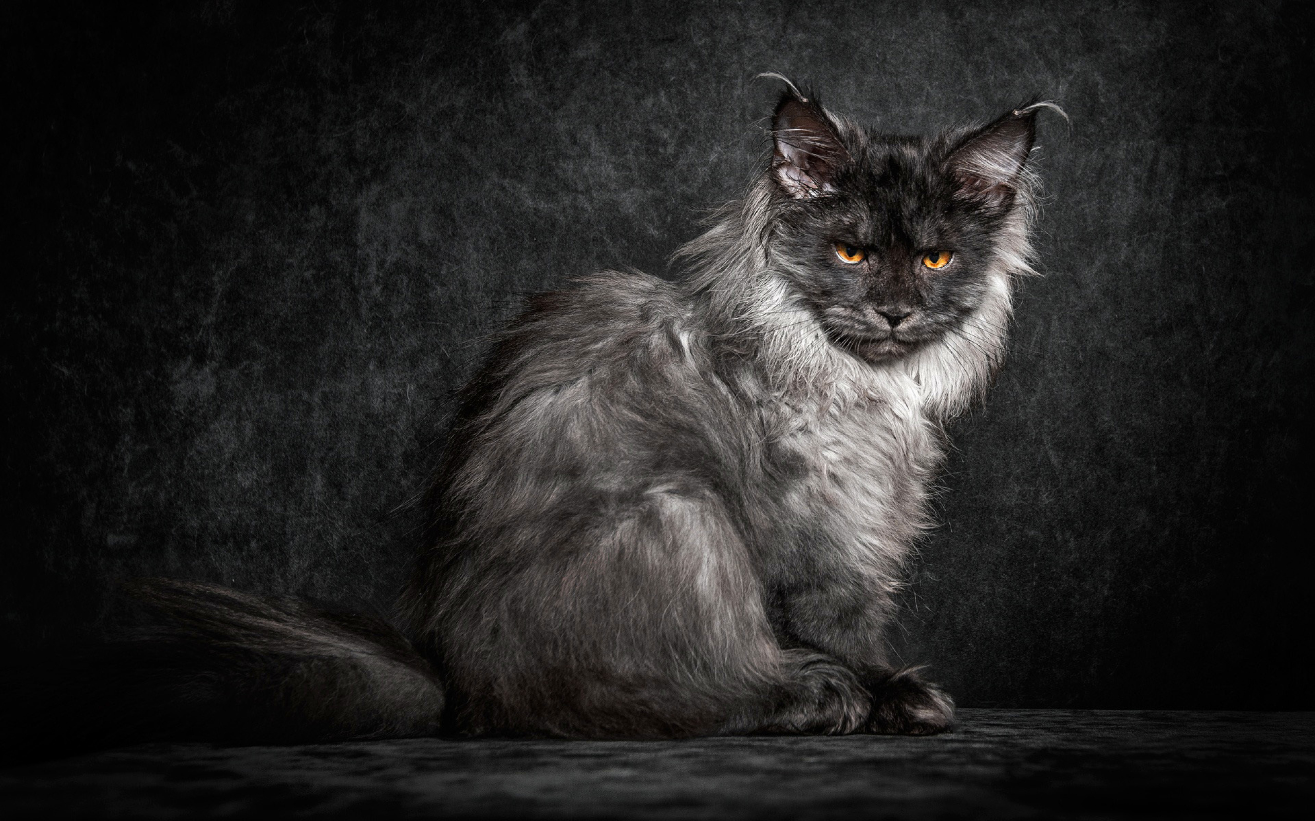 Пепельный кот породы мейн кун на черном фоне