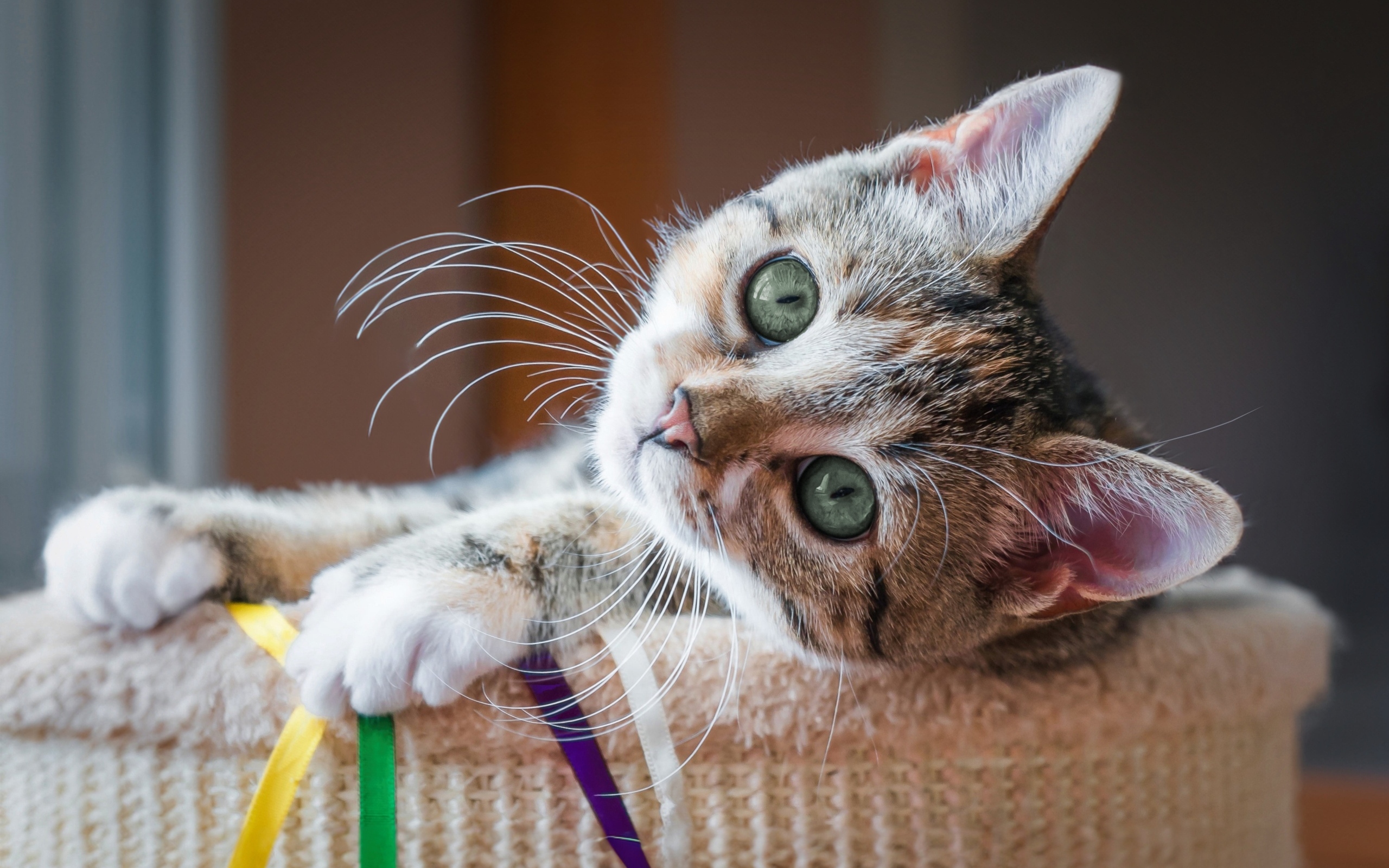 Красивый маленький серый котенок с зелеными глазами