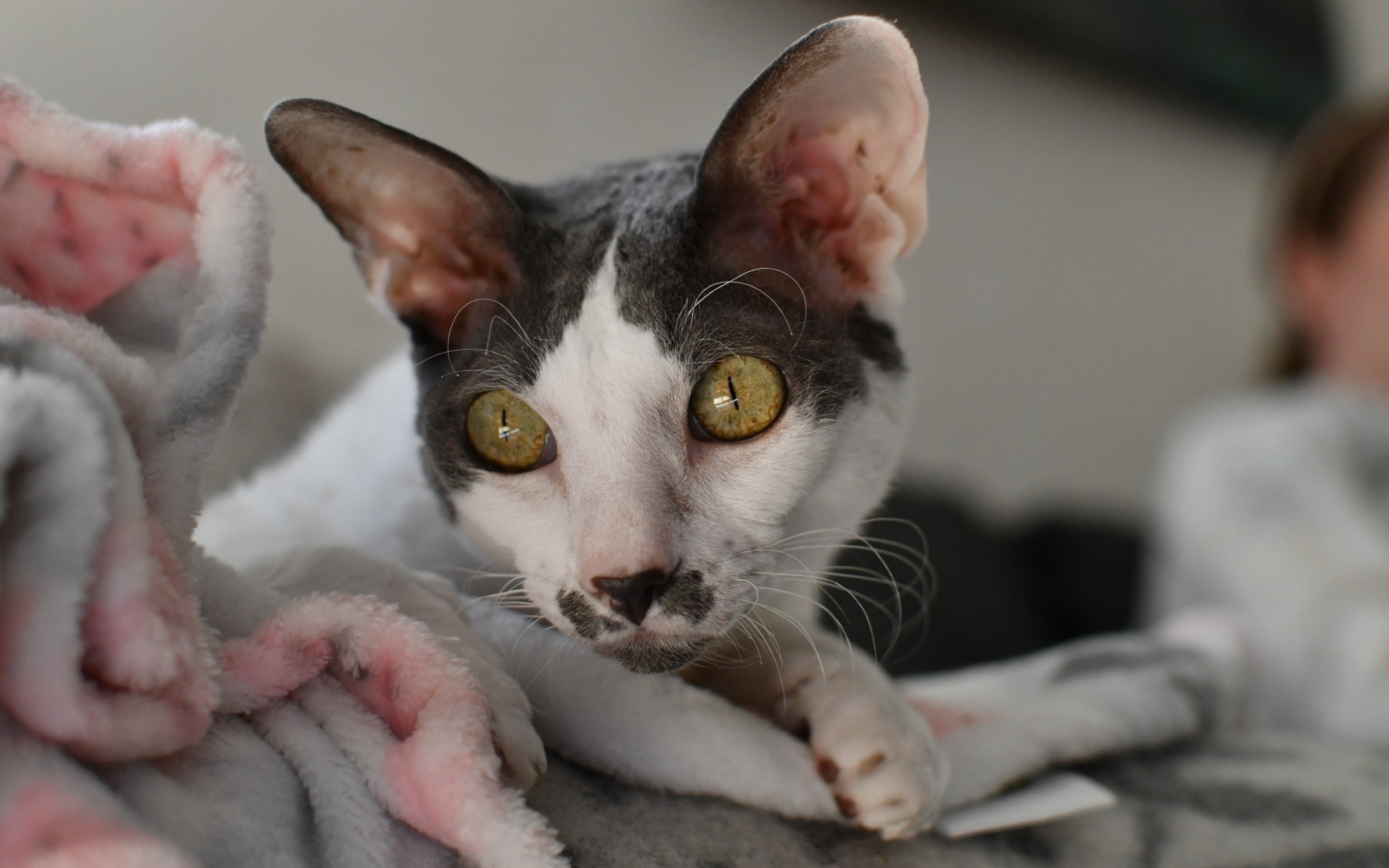 Красивый породистый кот лежит на кровати 