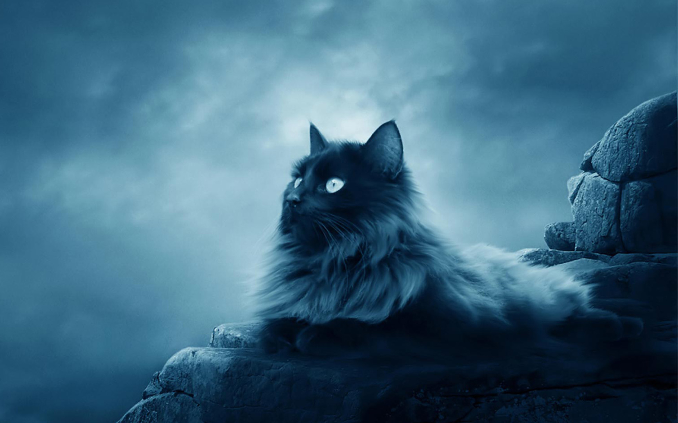 Большой черный кот лежит на камнях 