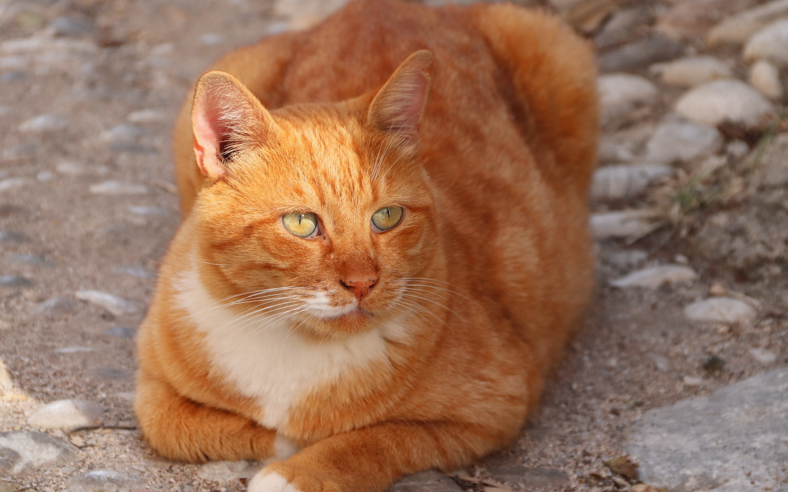 Большой зеленоглазый рыжий кот 