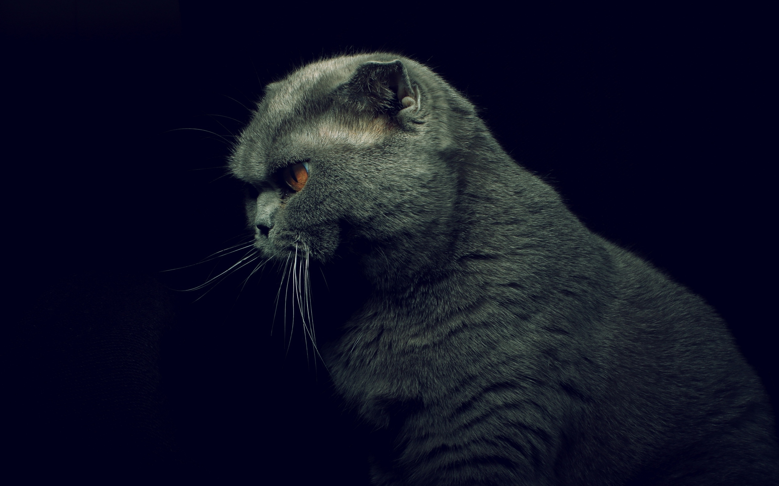 Британская кошка на черном фоне