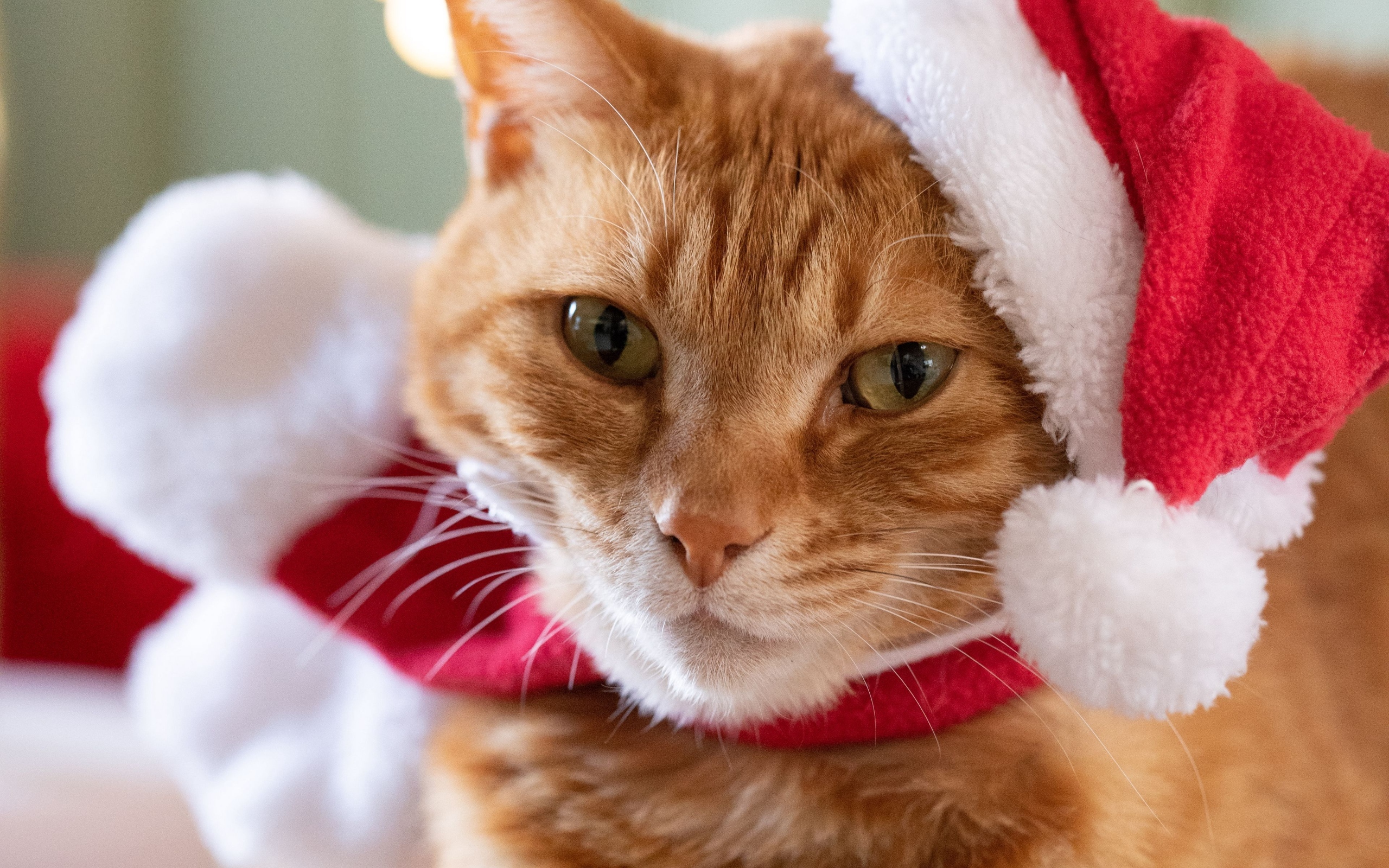 Милый рыжий кот в шапке Санта Клауса крупным планом