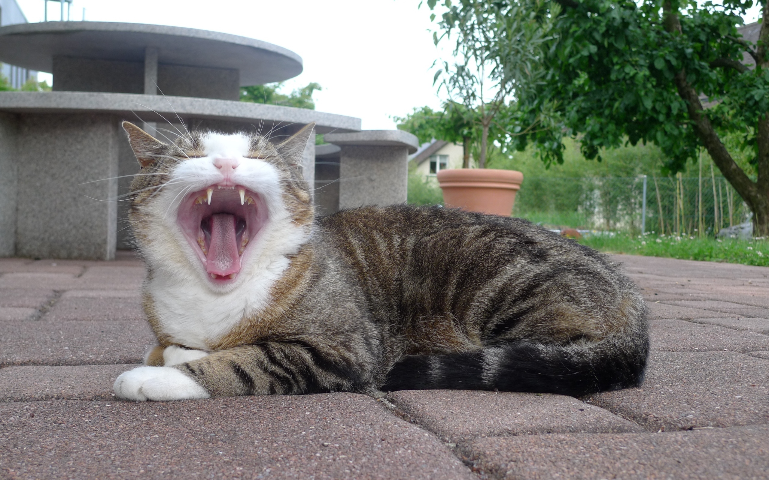 Серый полосатый кот зевает 