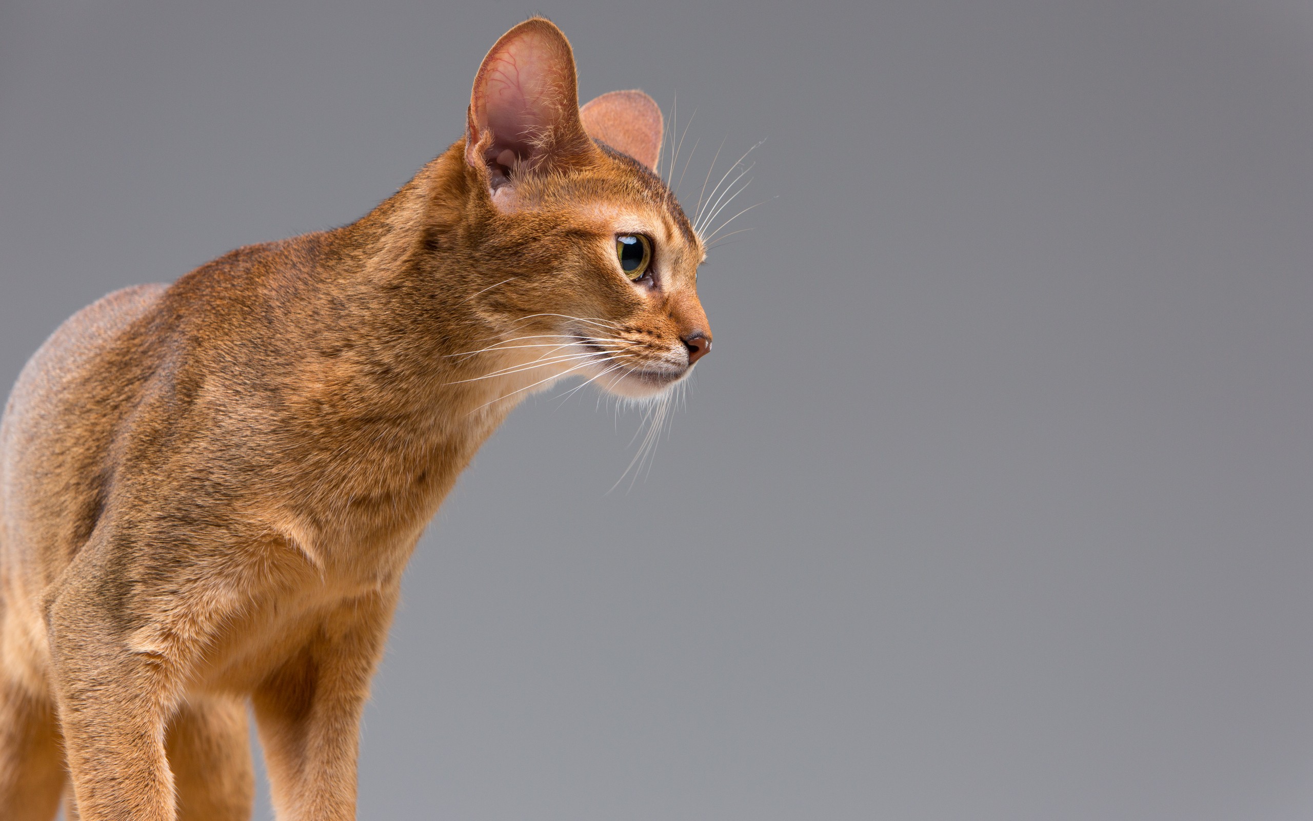 Чистокровный абиссинский портрет молодой кошки