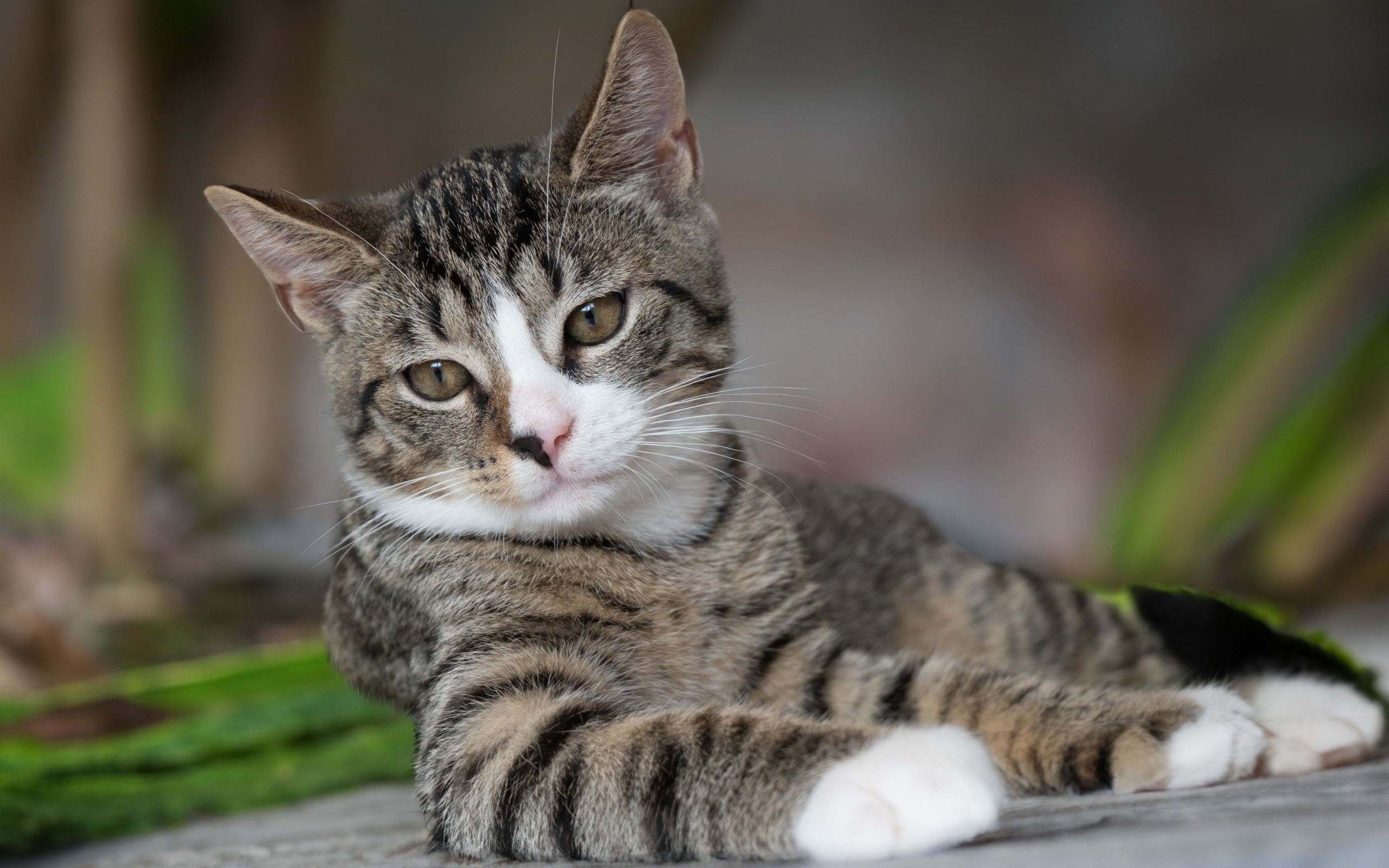 Полосатый котенок лежит на земле