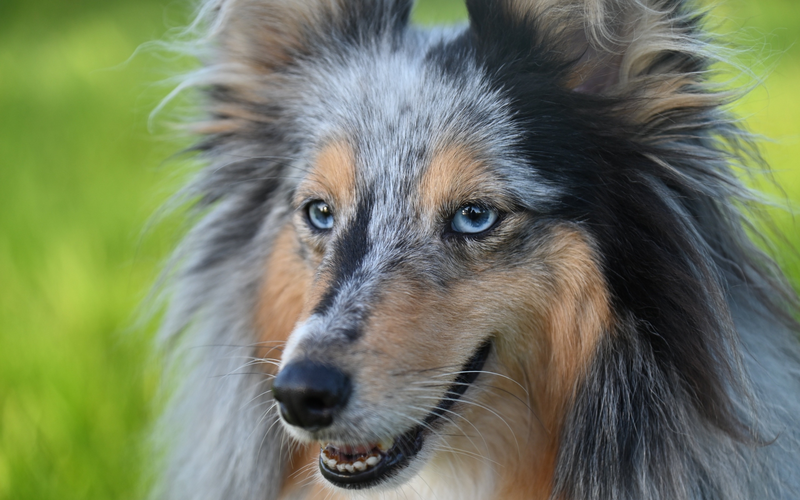 Красивая голубоглазая собака породы шелти