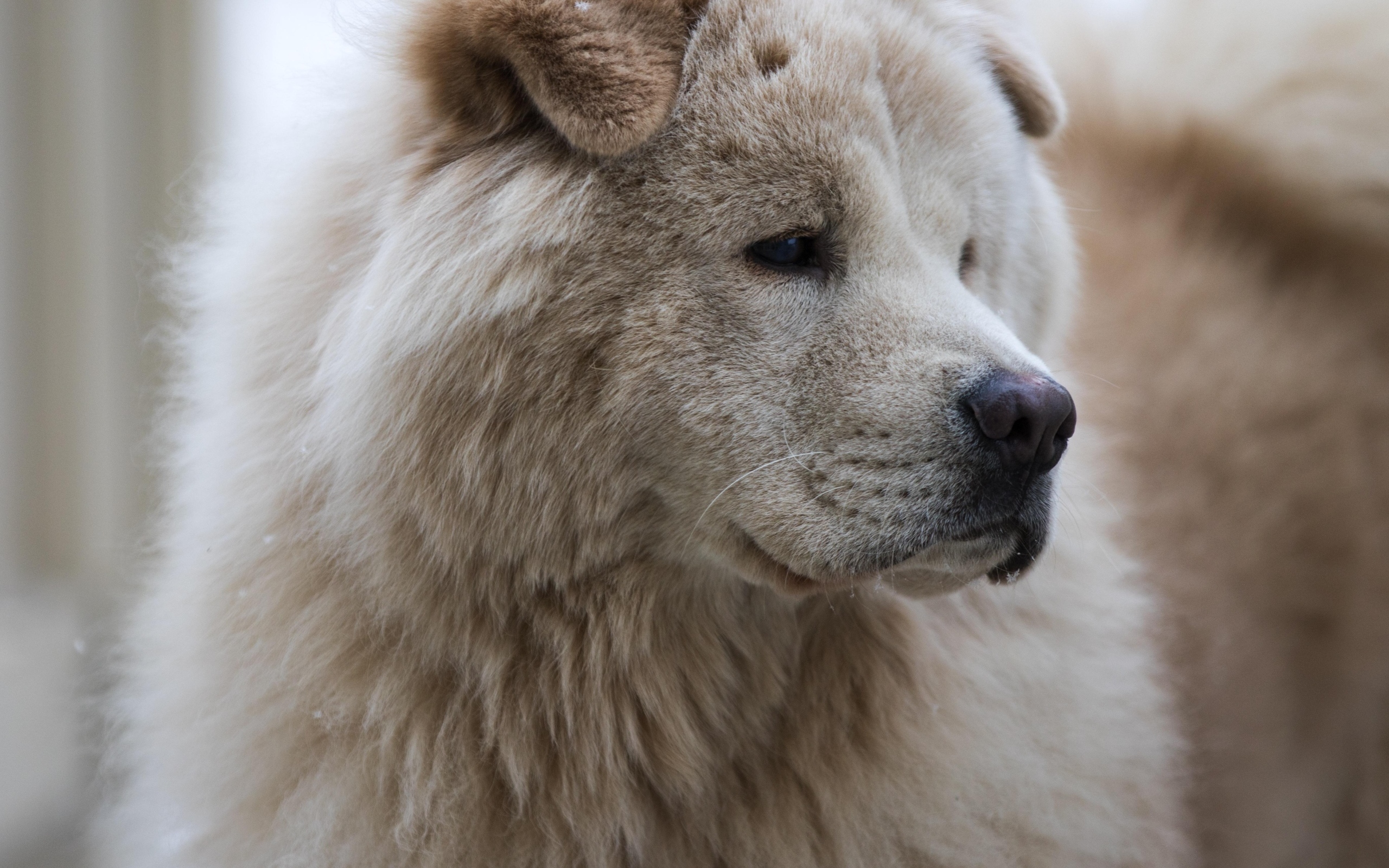 Большой старый пес акита ину