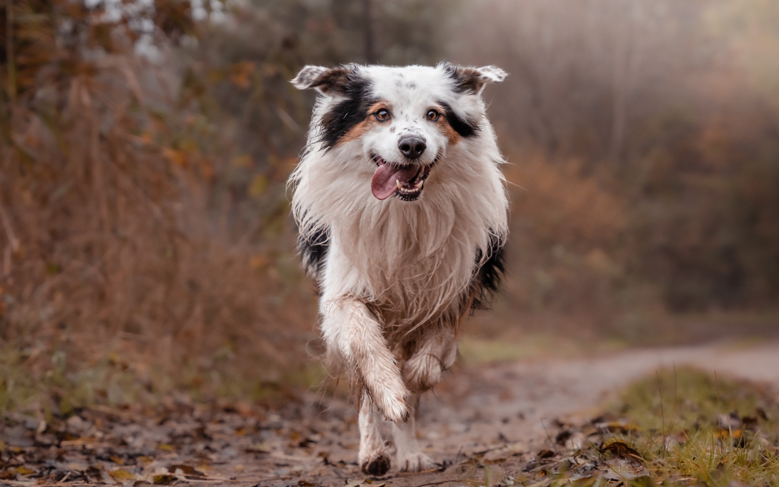 Собака породы бордер колли с высунутым языком