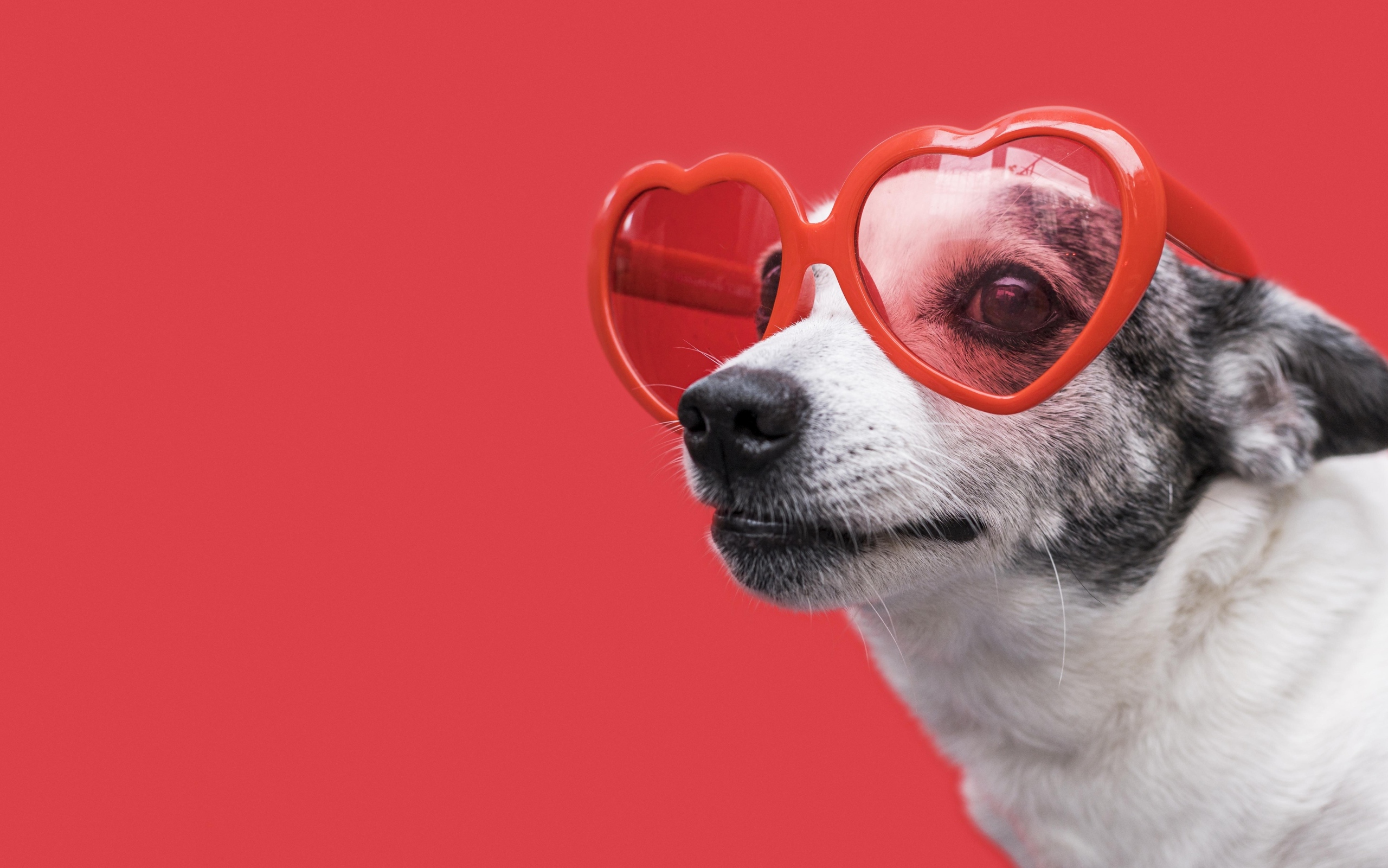 Собака в очках в форме сердца на красном фоне