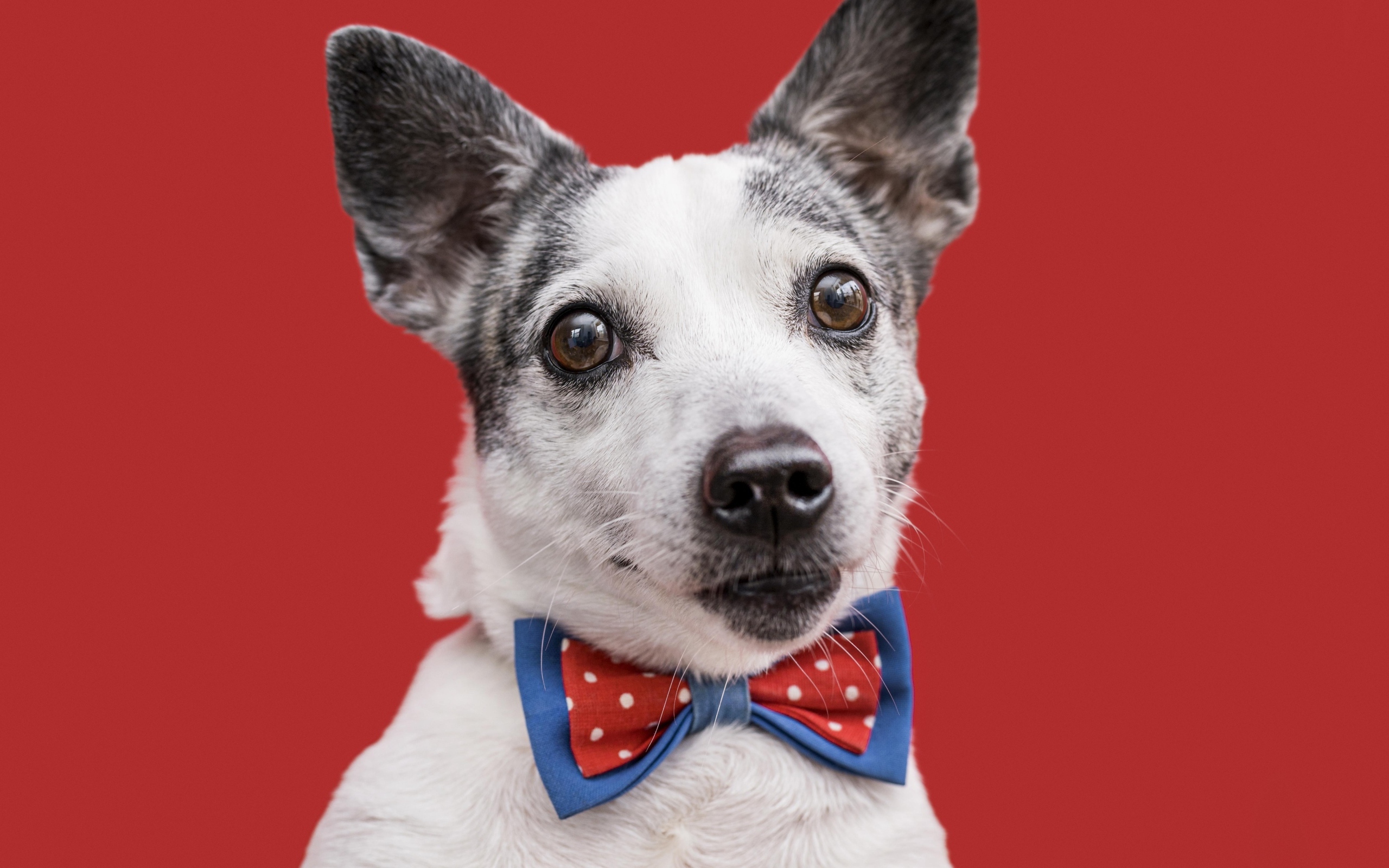 Собака с бантиком на красном фоне