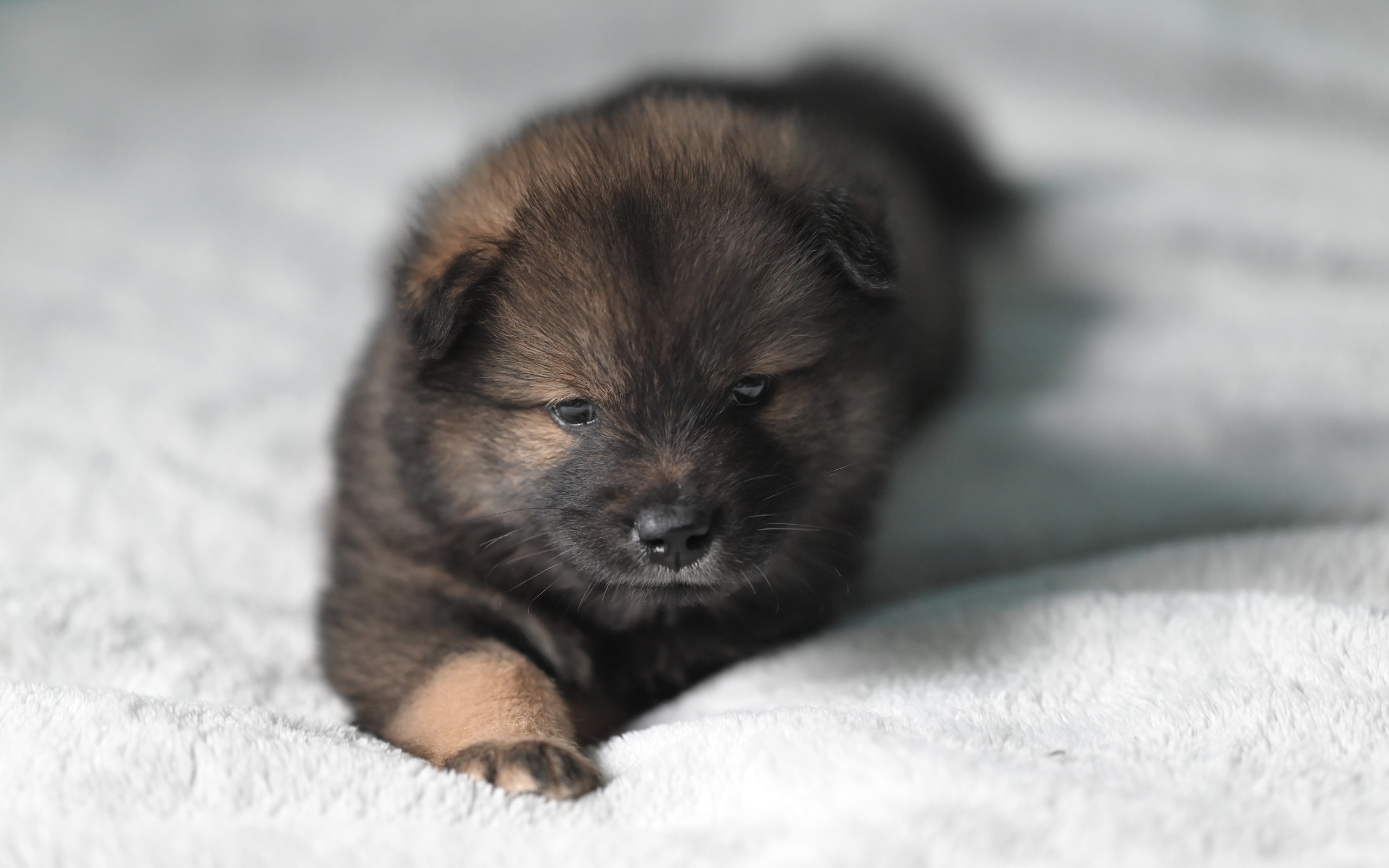 Щенок евразиер лежит на белой кровати