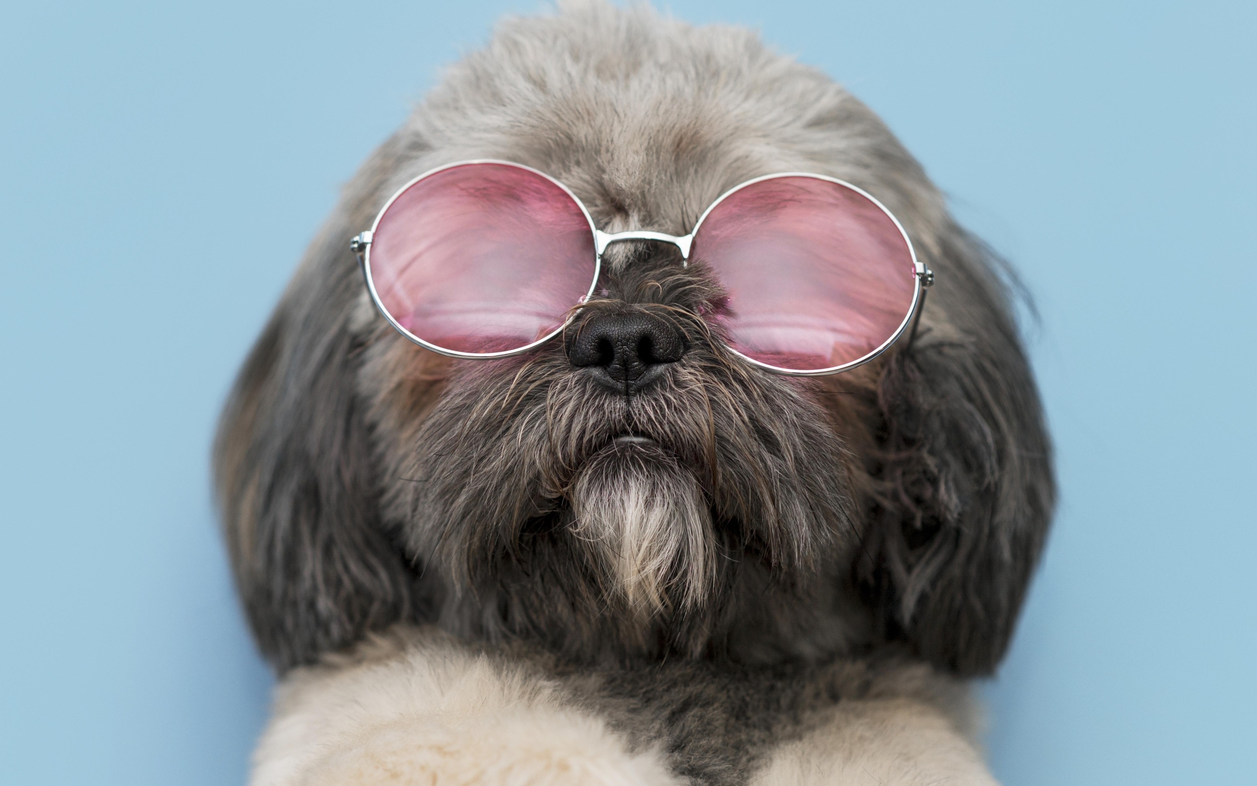 Пушистый пес в очках на голубом фоне