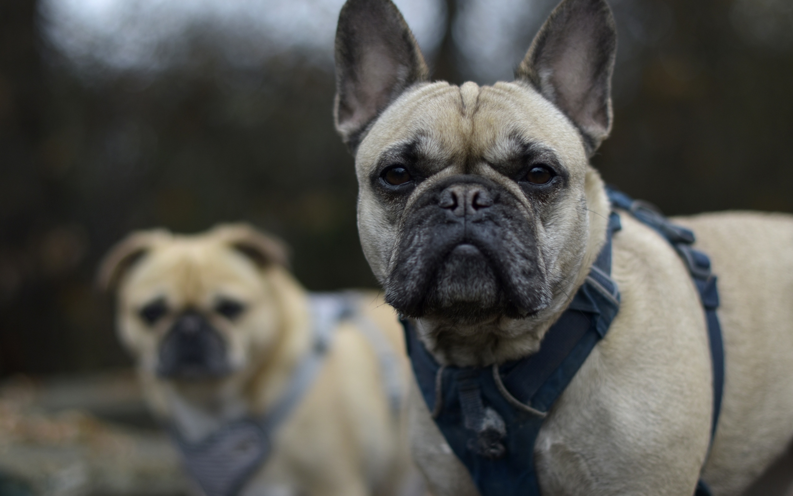 Французский бульдог в шлейке крупным планом