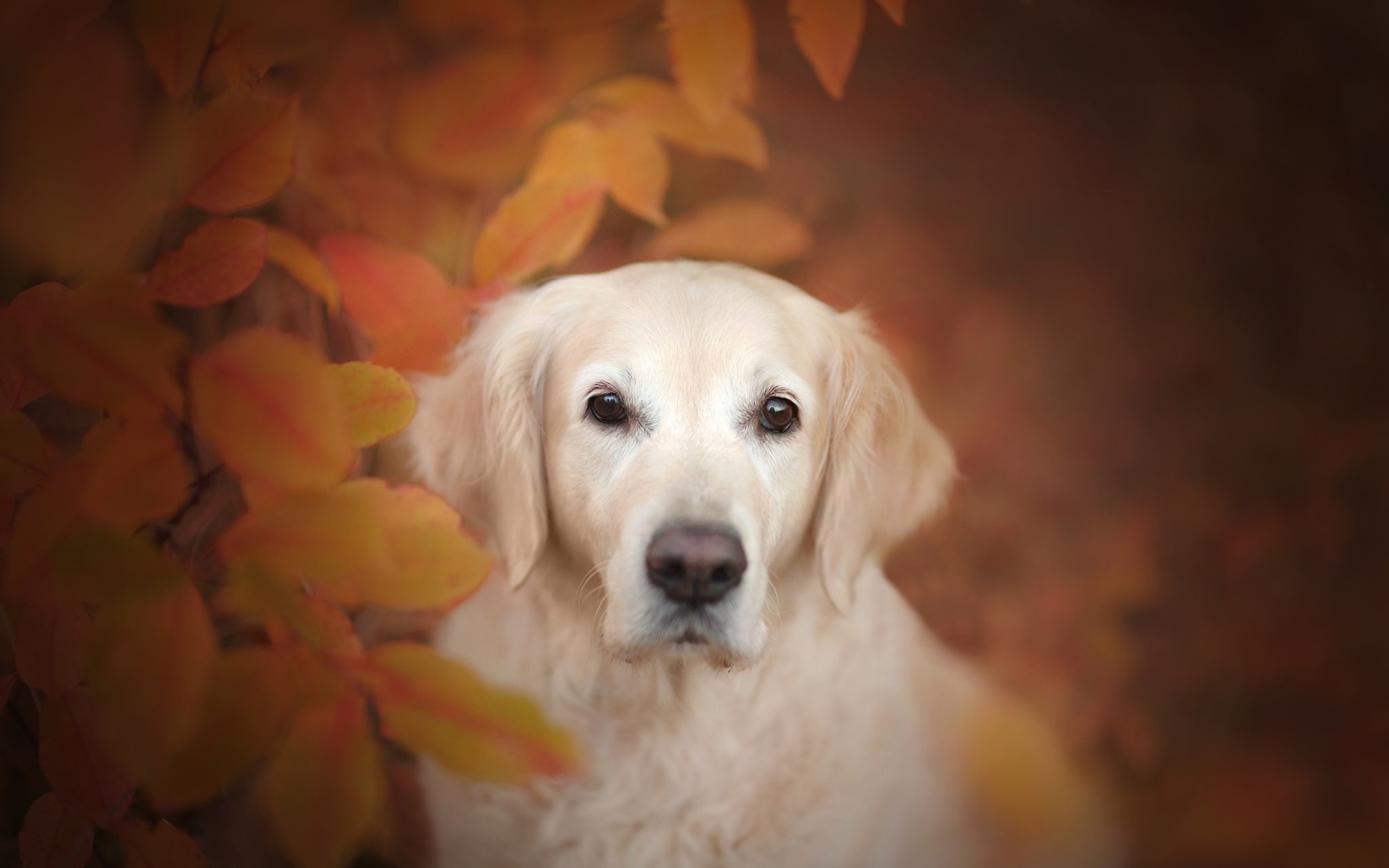 Золотистый ретривер прячется в желтых листьях