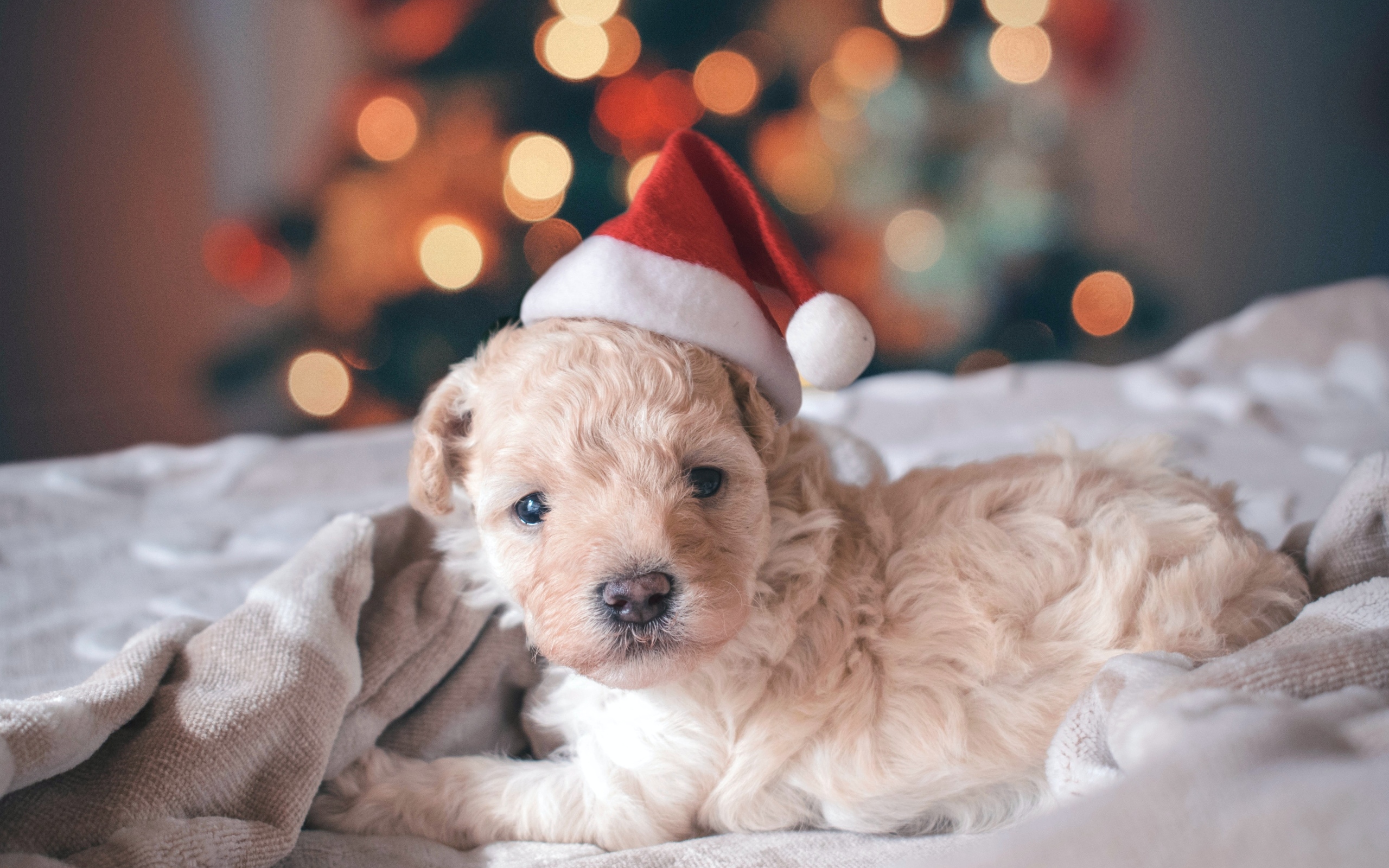 Маленький щенок в шапке Санта Клауса лежит на кровати 