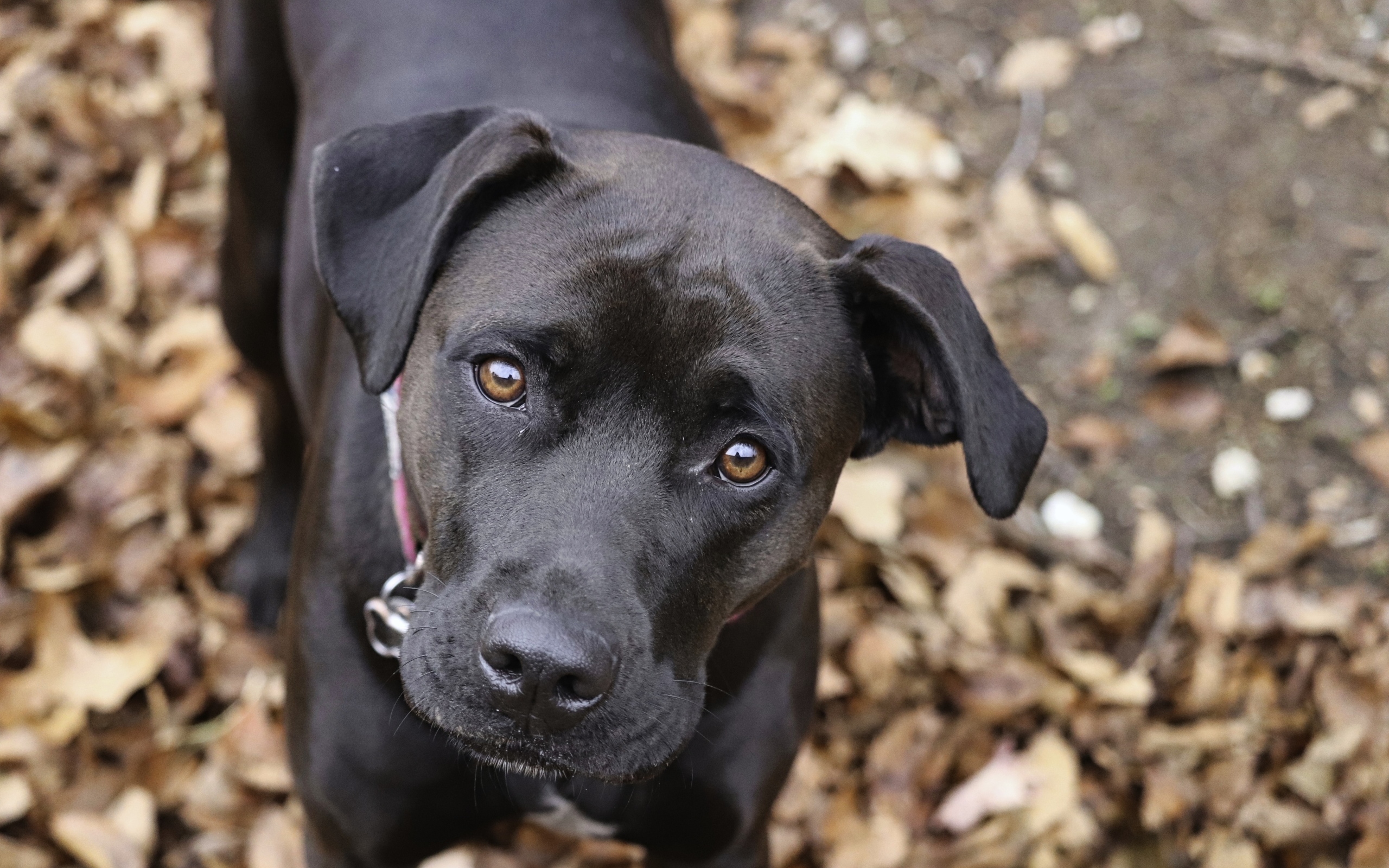 Грустный взгляд черного лабрадора в парке 