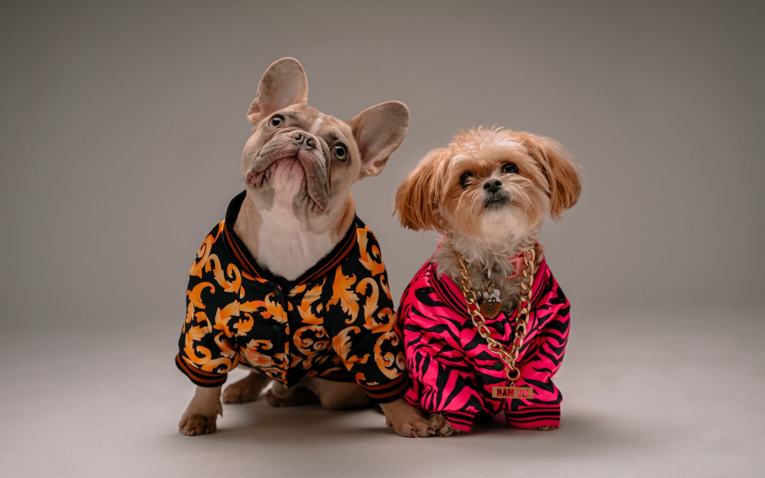 Два модных пса в костюмах на сером фоне