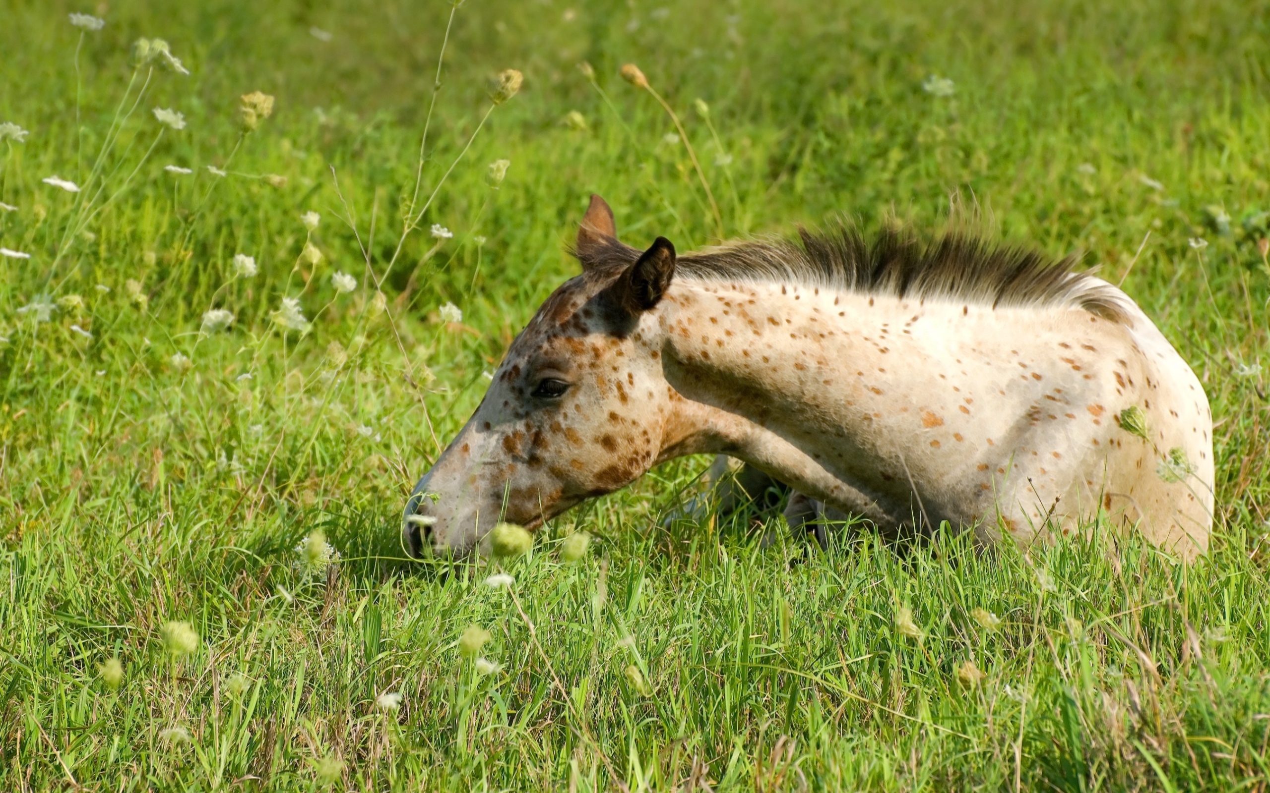 Маленькая пятнистая лошадь лежит на траве