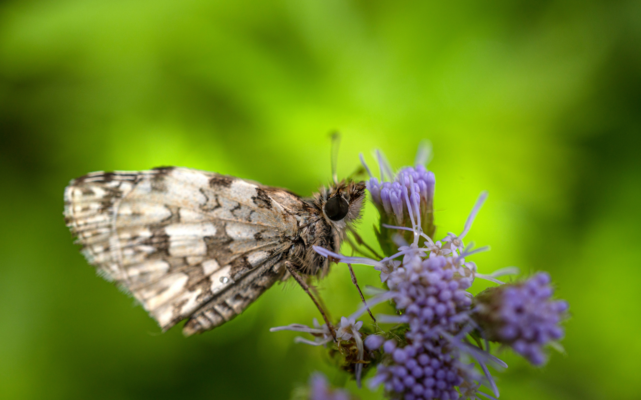 Коричневая бабочка сидит на фиолетовом полевом цветке