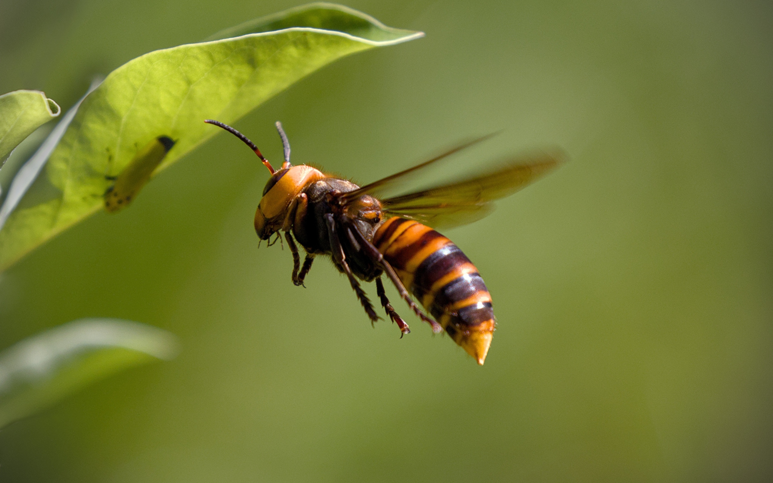 Большая оса летает у зеленых листьев 