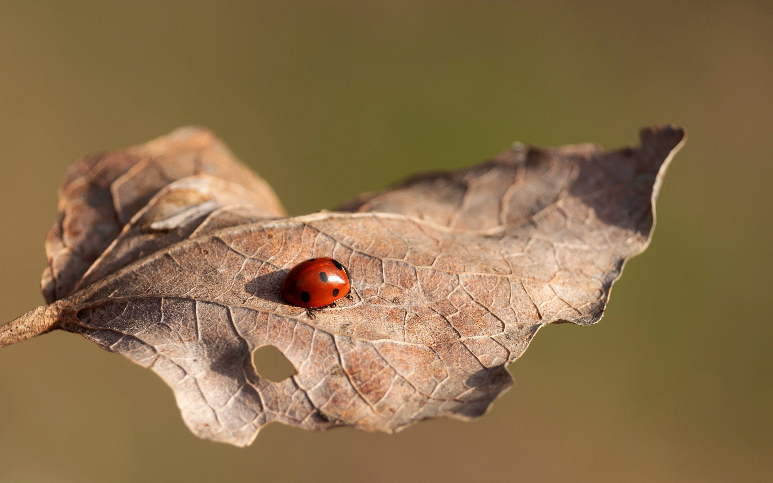 Красная божья коровка сидит на сухом листке