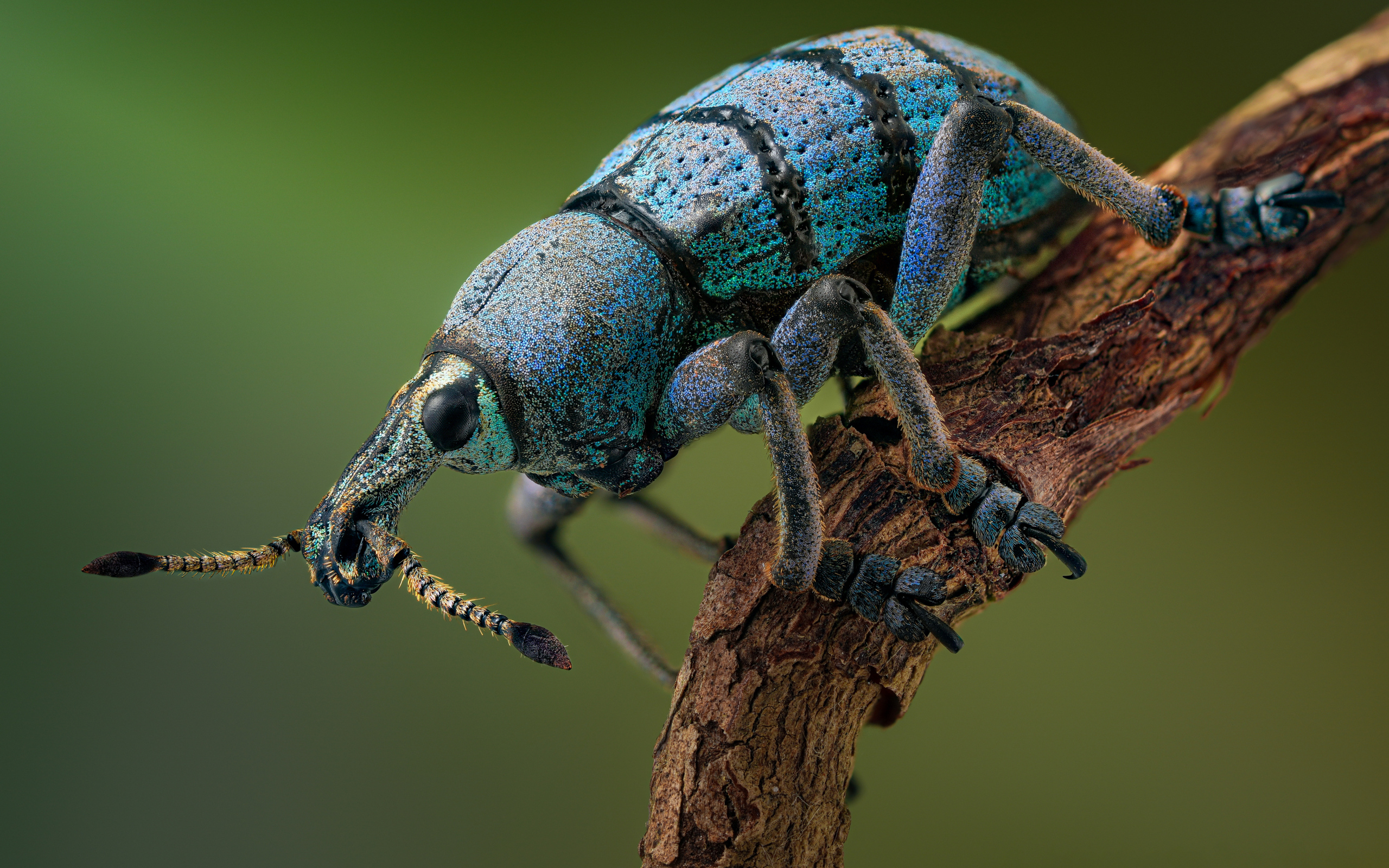 Красивый жук долгоносик на ветке