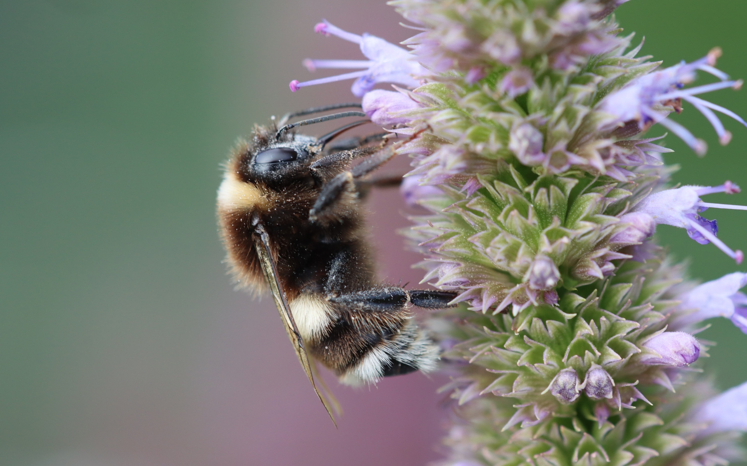 Пчела сидит на фиолетовом цветке 