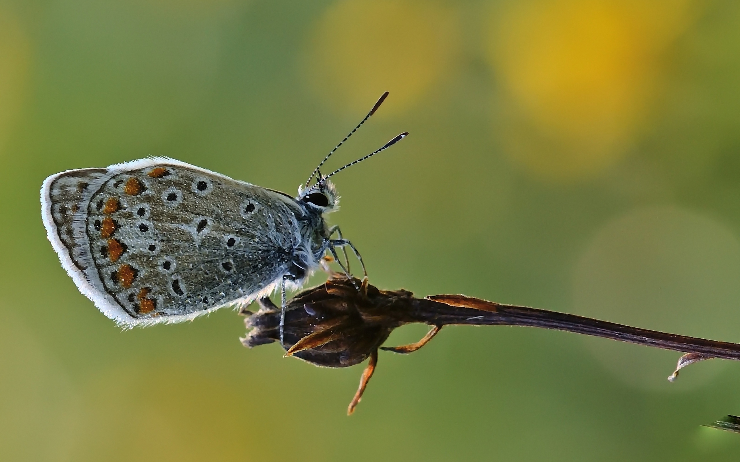 Голубая маленькая бабочка сидит на растении 