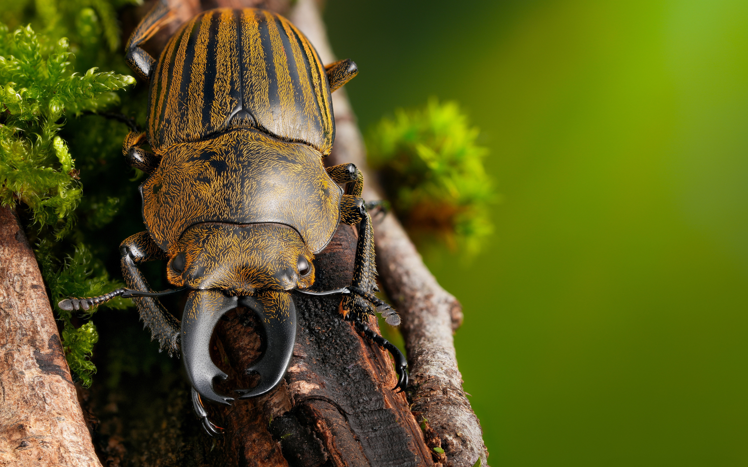 Рогатый жук сидит на ветке дерева 