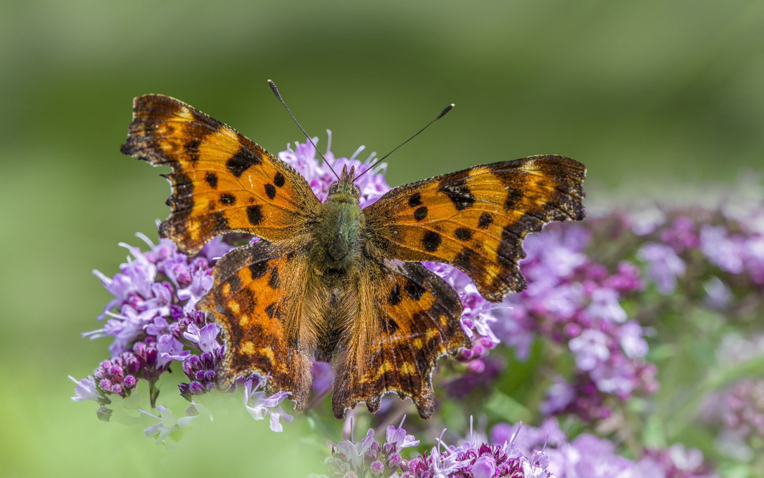Большая коричневая бабочка на розовом цветке