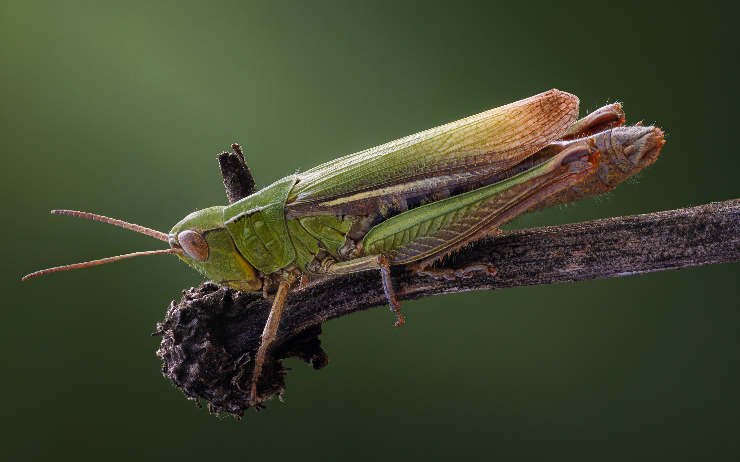 Большой зеленый кузнечик на ветке крупным планом