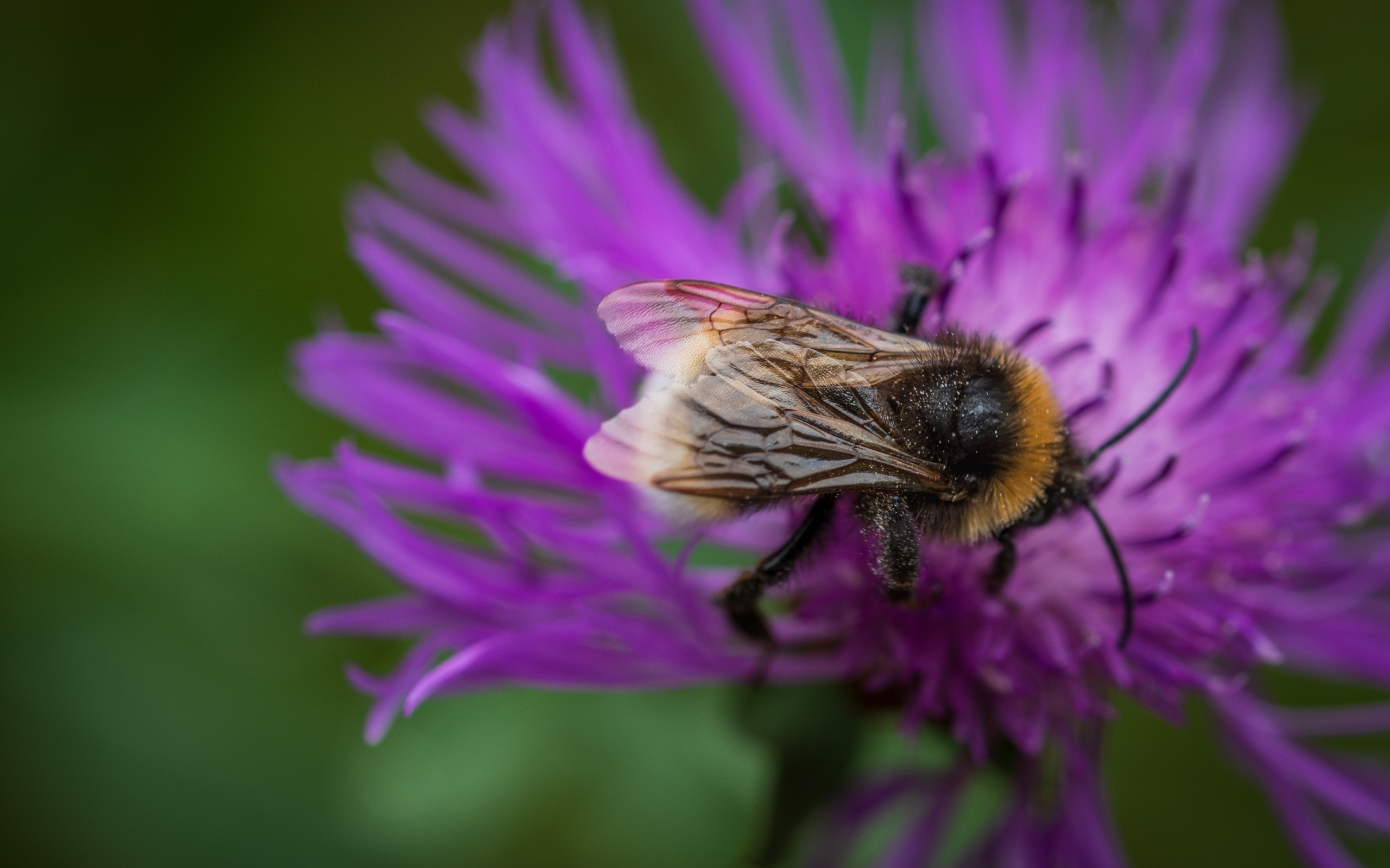 Маленький шмель опыляет розовый цветок