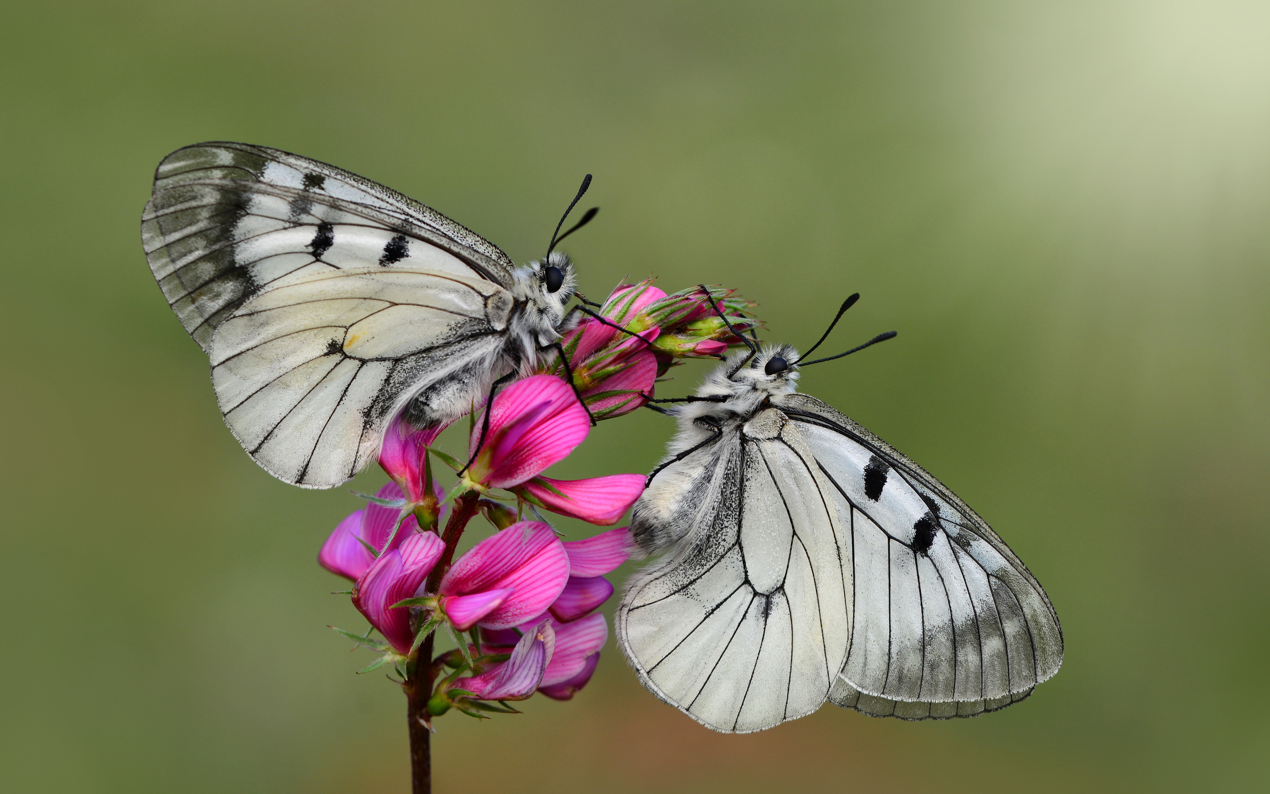 Две бабочки капустницы сидят на розовом цветке