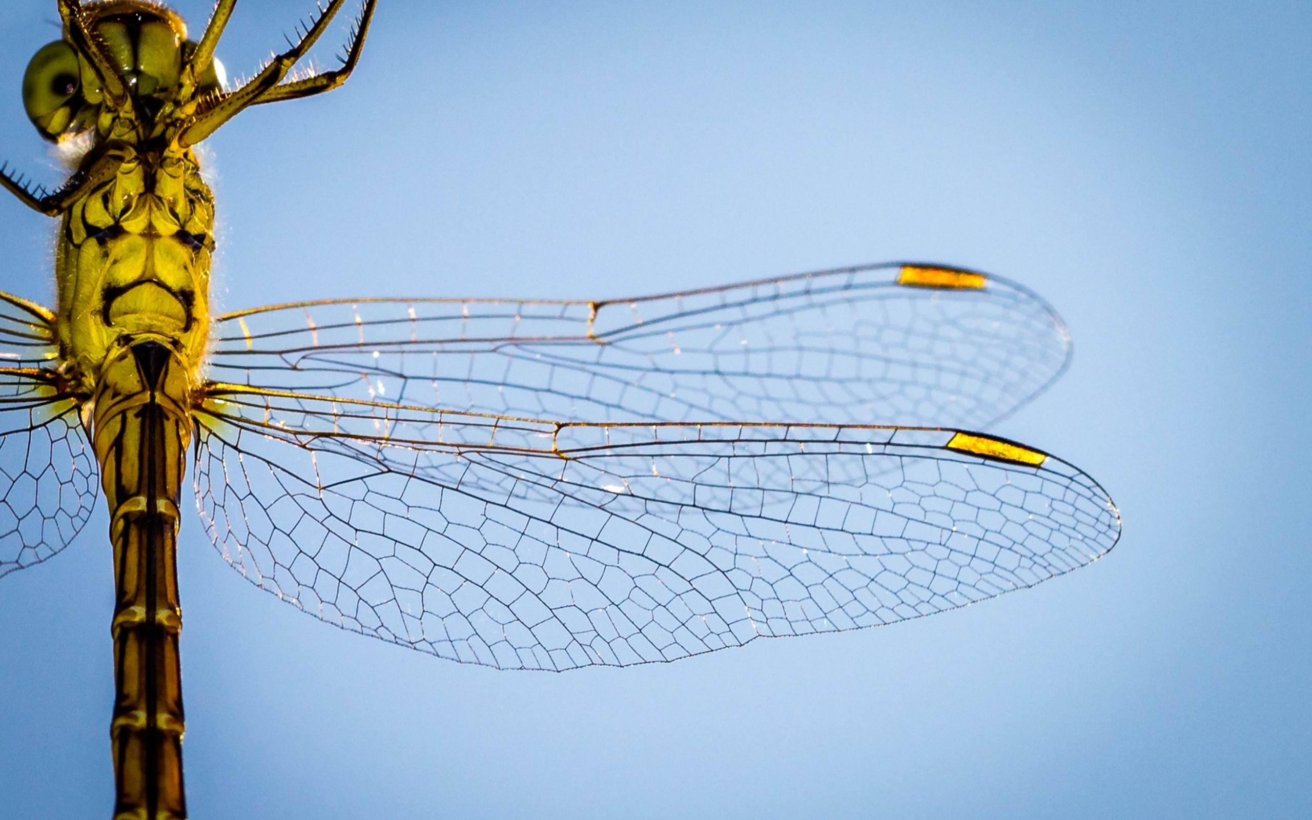 Два прозрачных крыла у большой стрекозы на голубом фоне