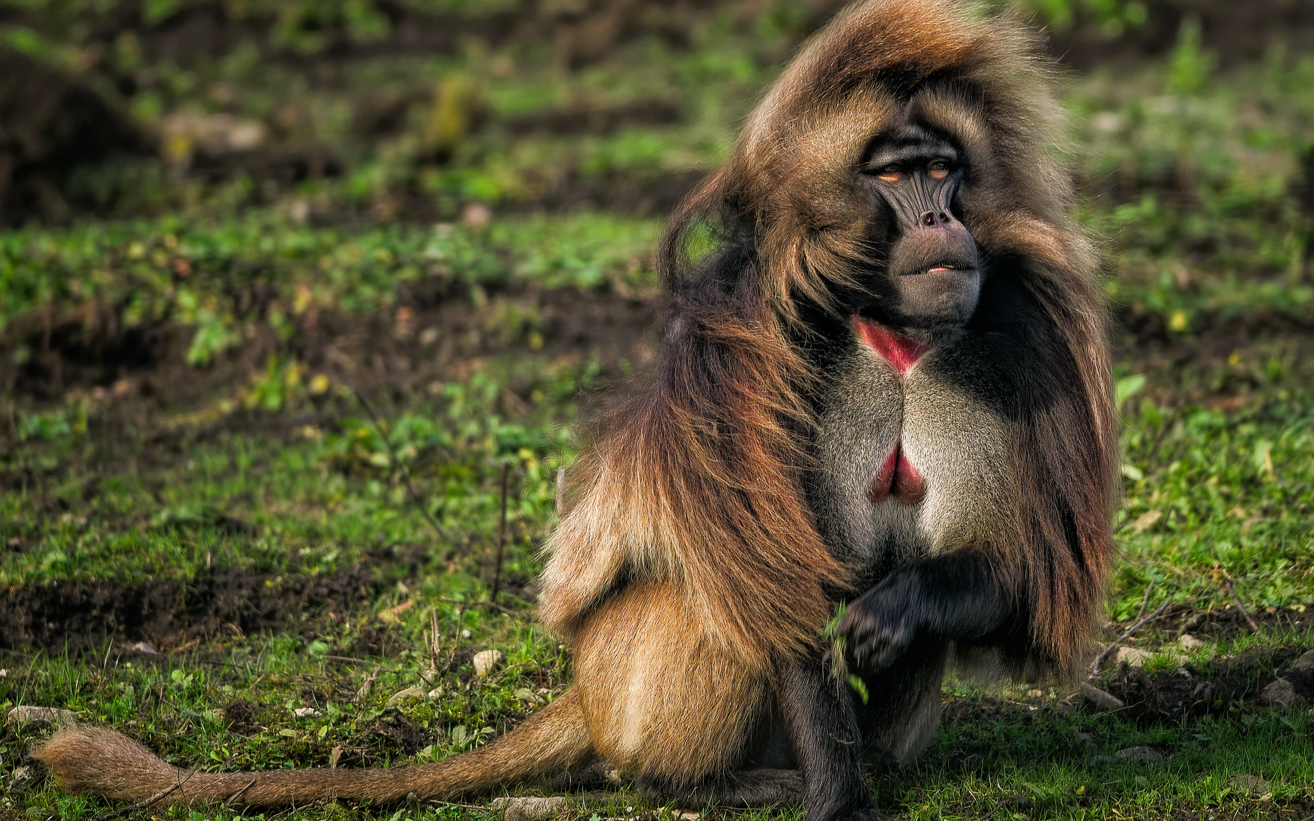 Бабуин сидит на траве