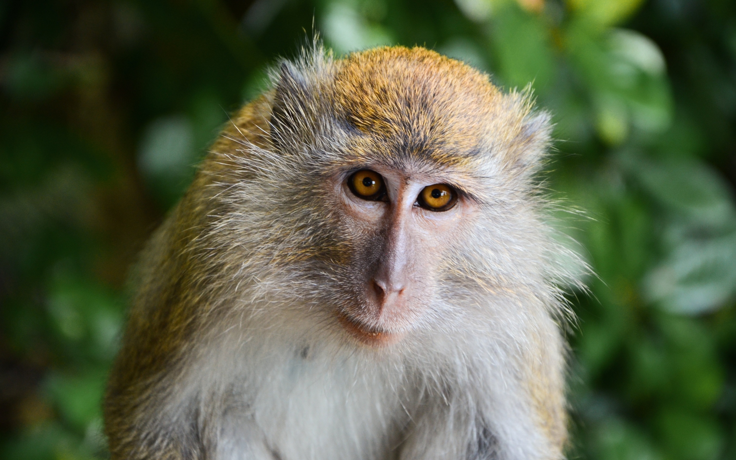 Взгляд большой макаки вблизи