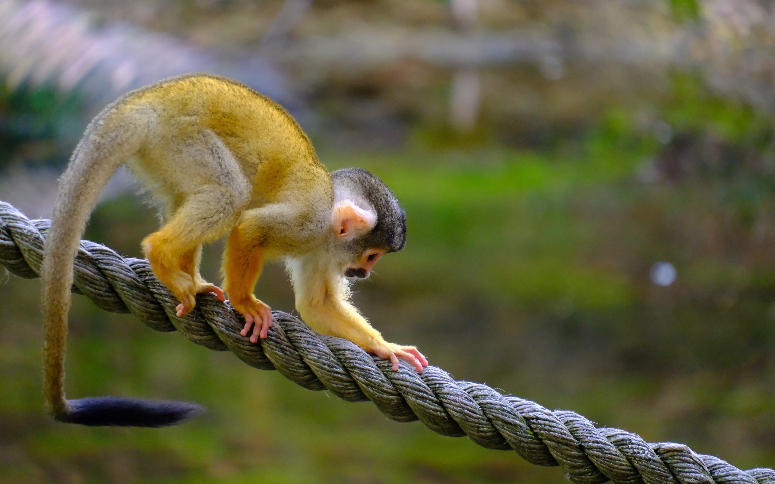 Маленькая обезьянка на канате