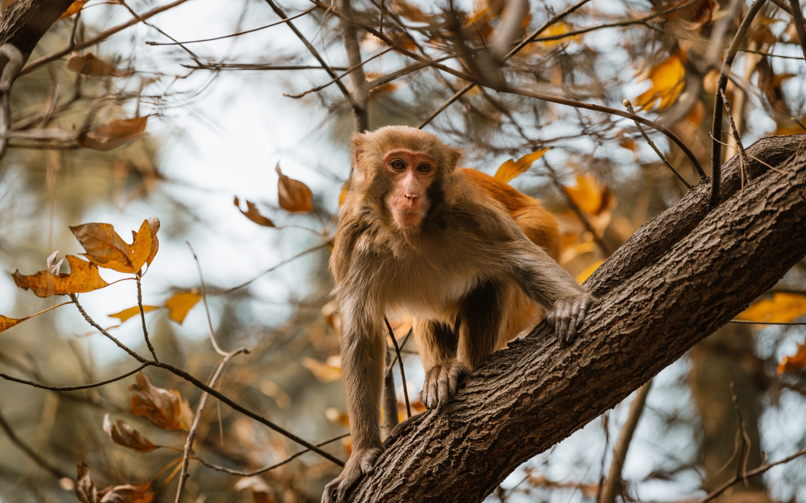 Обезьяна на дереве в ветках