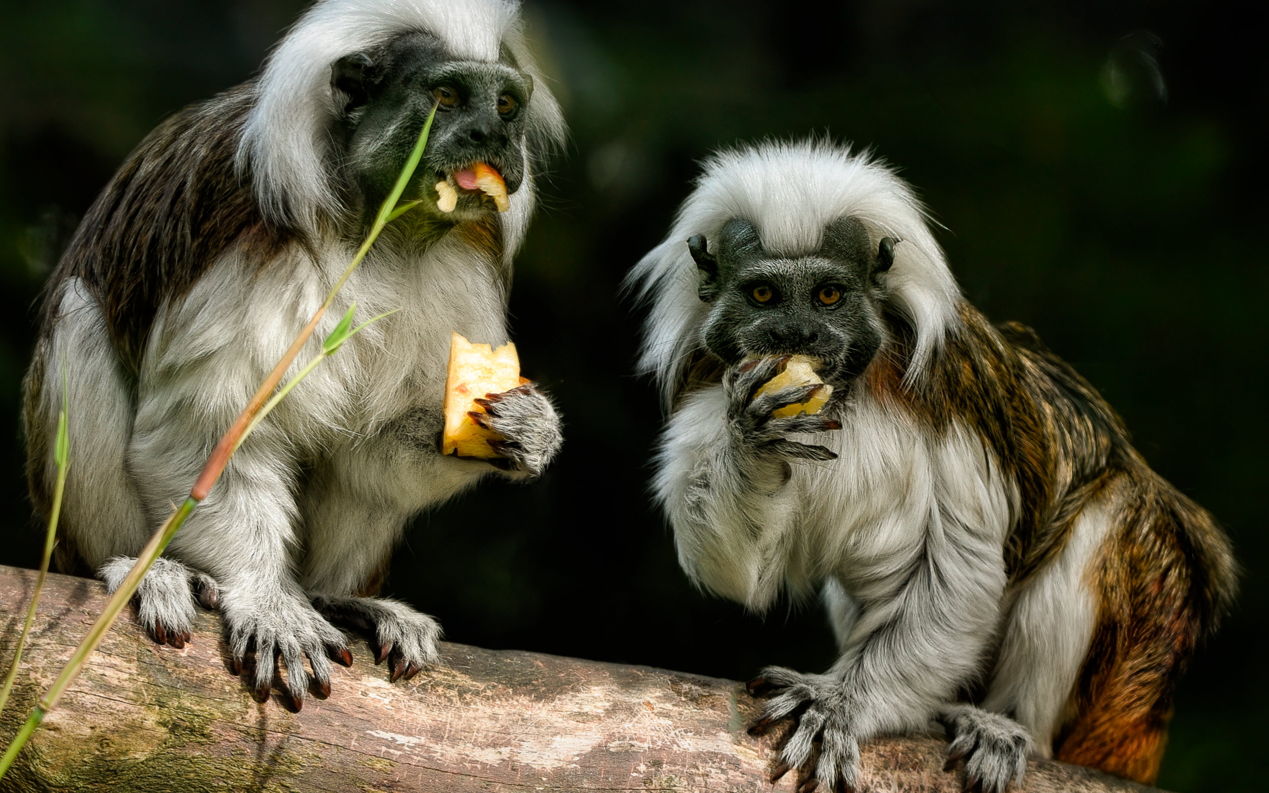 Две обезьяны хлопковый тамарин