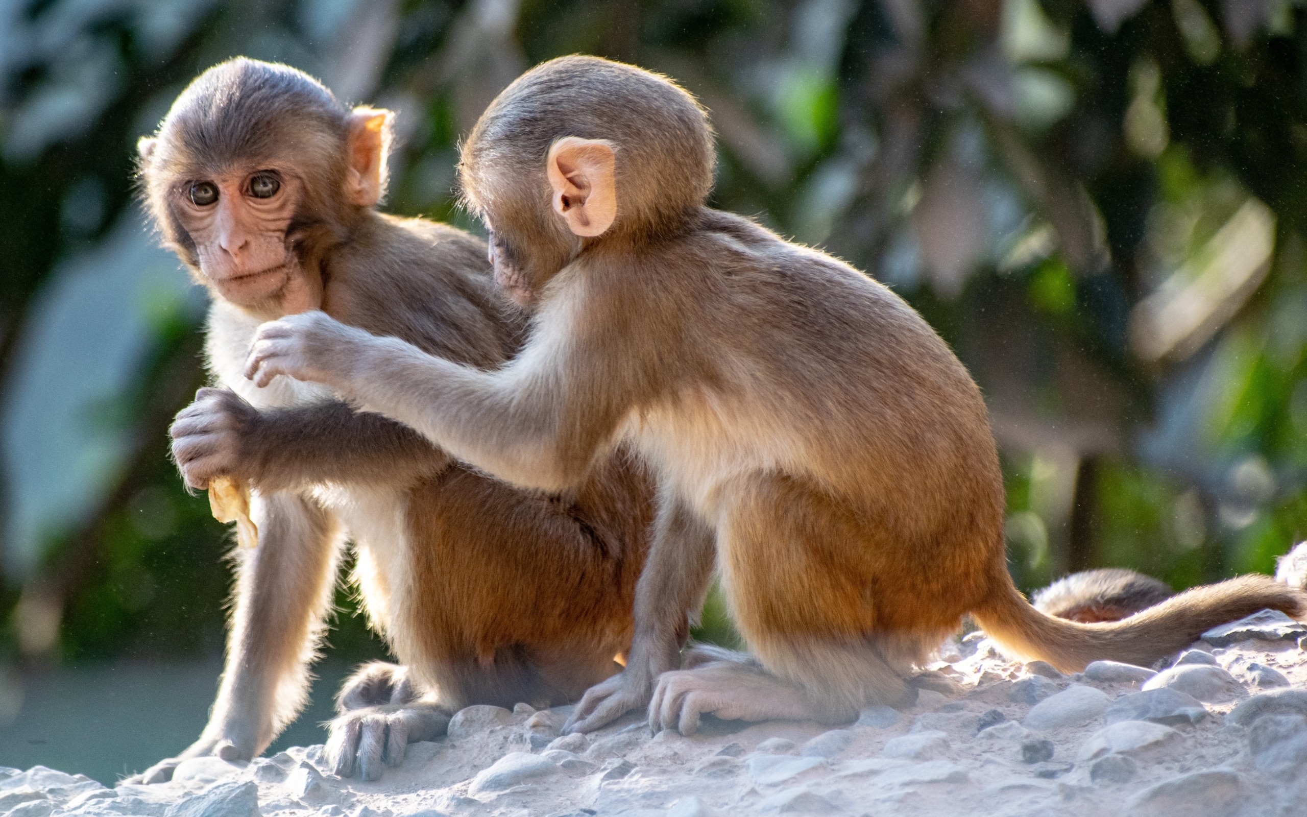 Две маленькие обезьяны сидят на камне