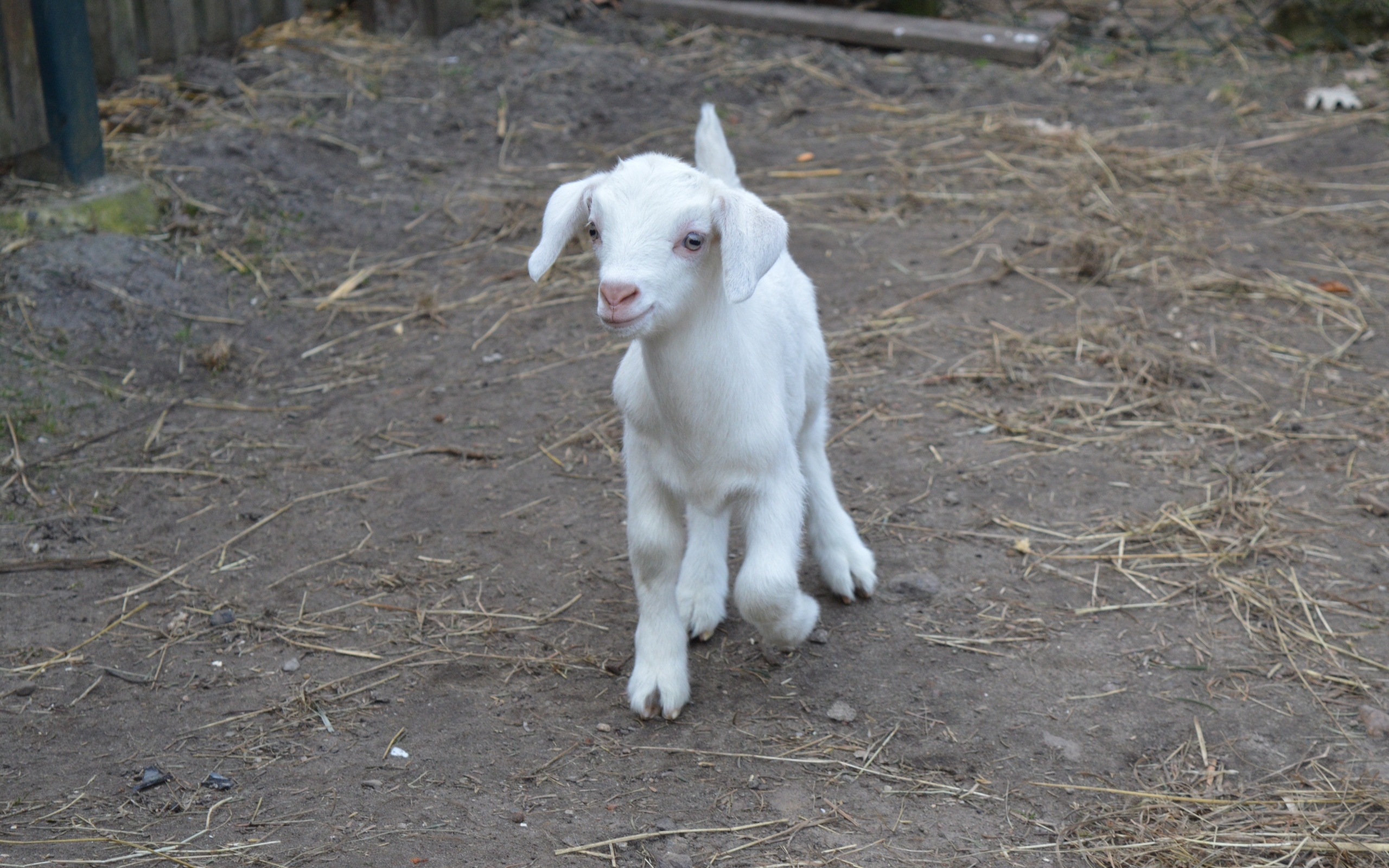 Милый маленький белый козленок