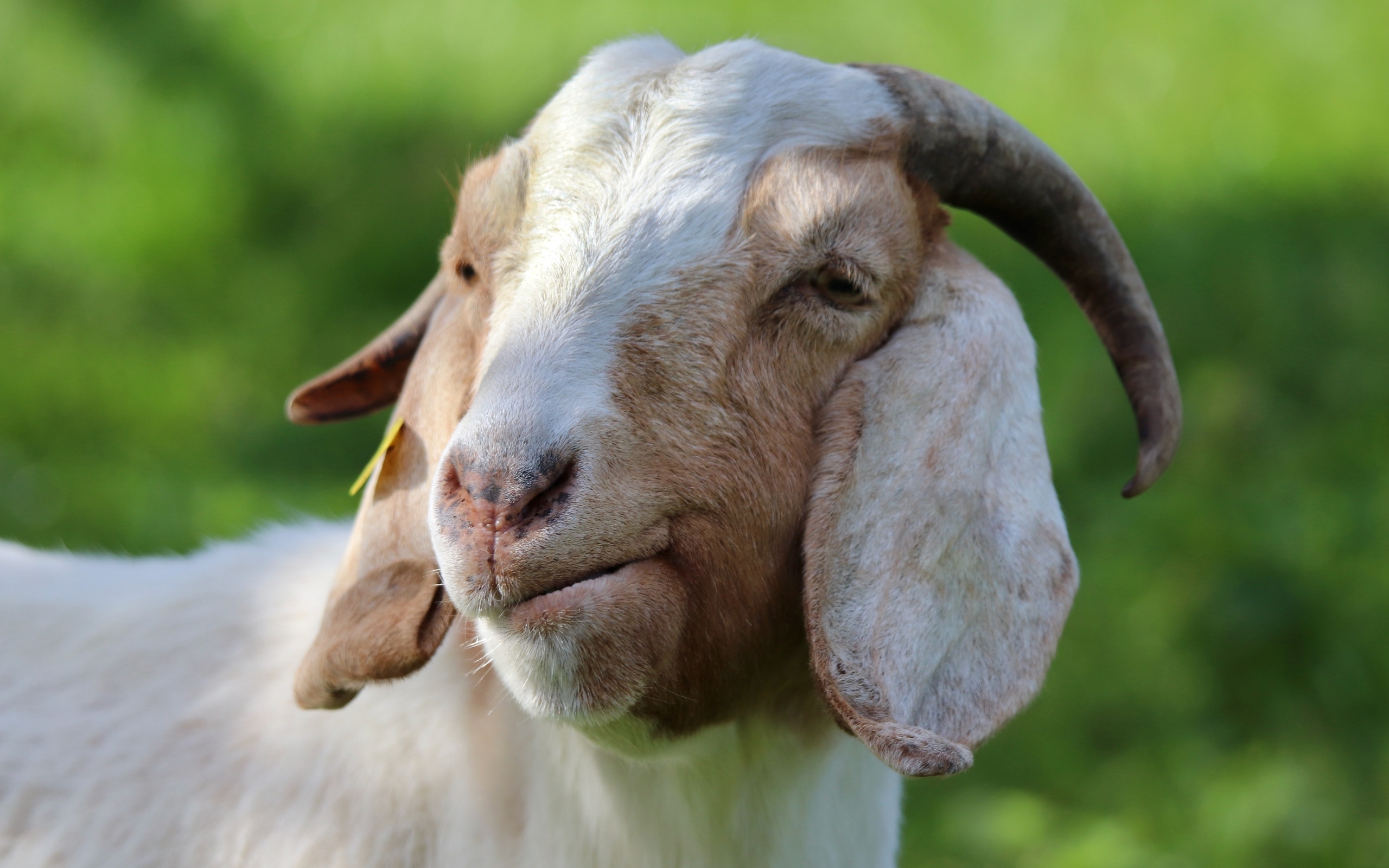 Домашняя коза крупным планом