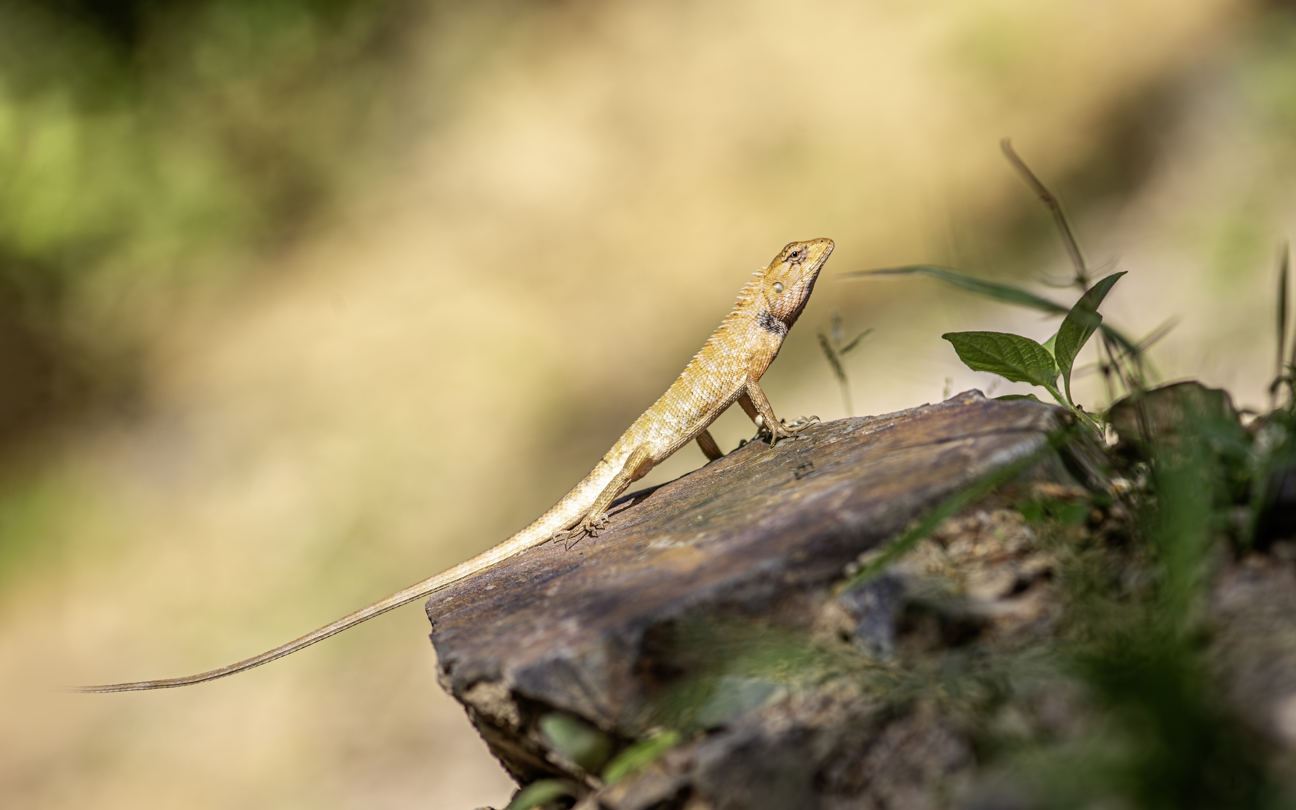 Садовая ящерица сидит на камне