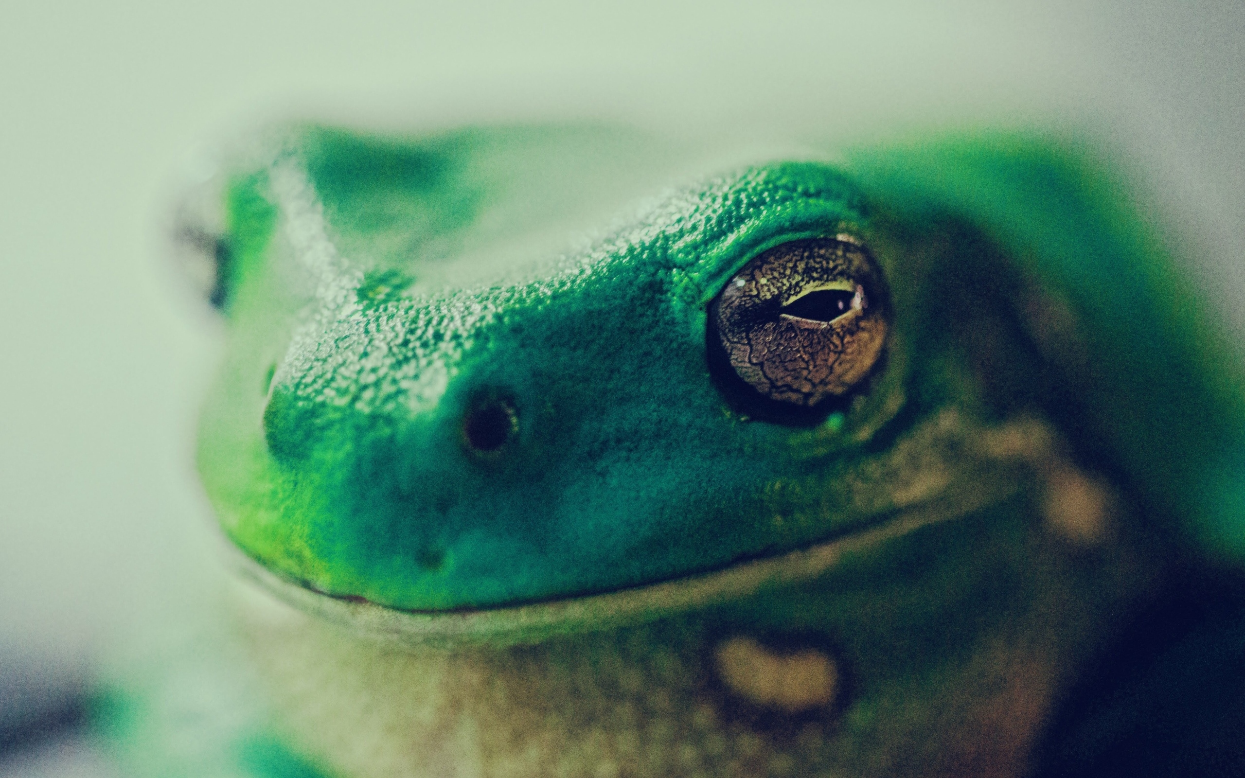 Голова зеленой лягушки крупным планом