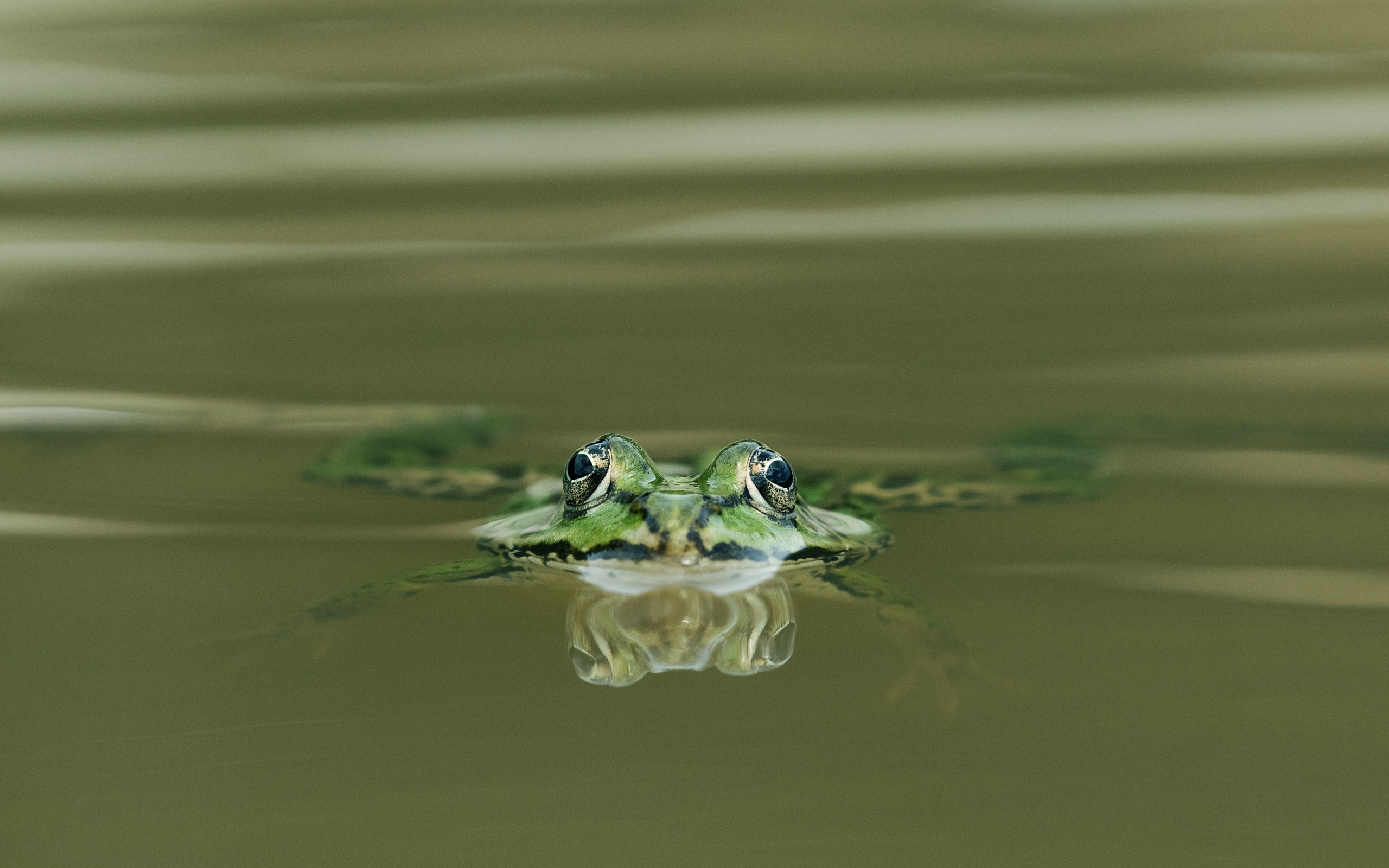 Зеленая лягушка прячется в воде